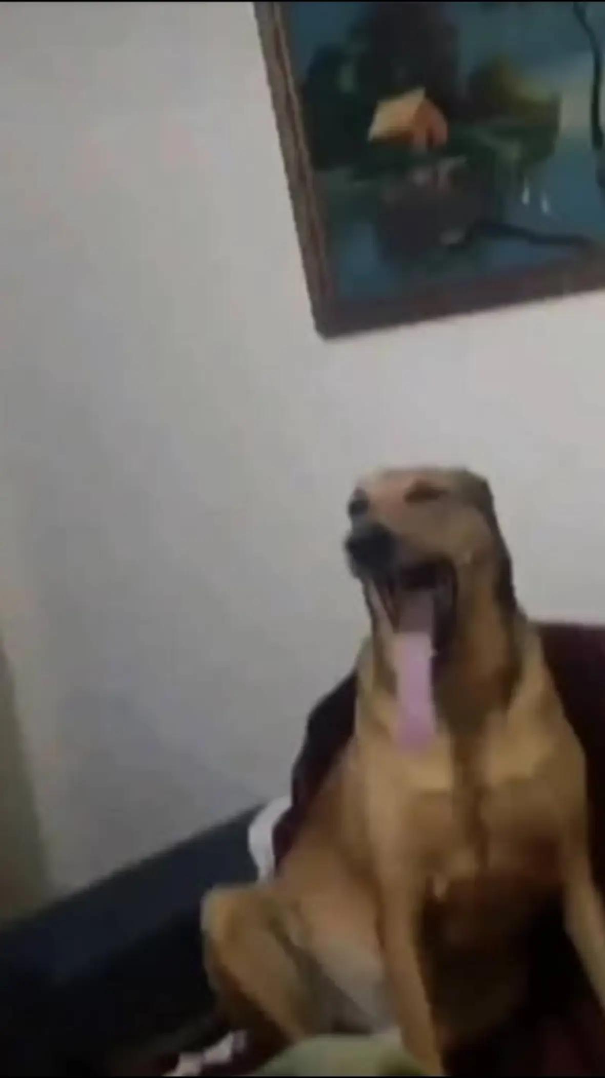 @SusyDog
