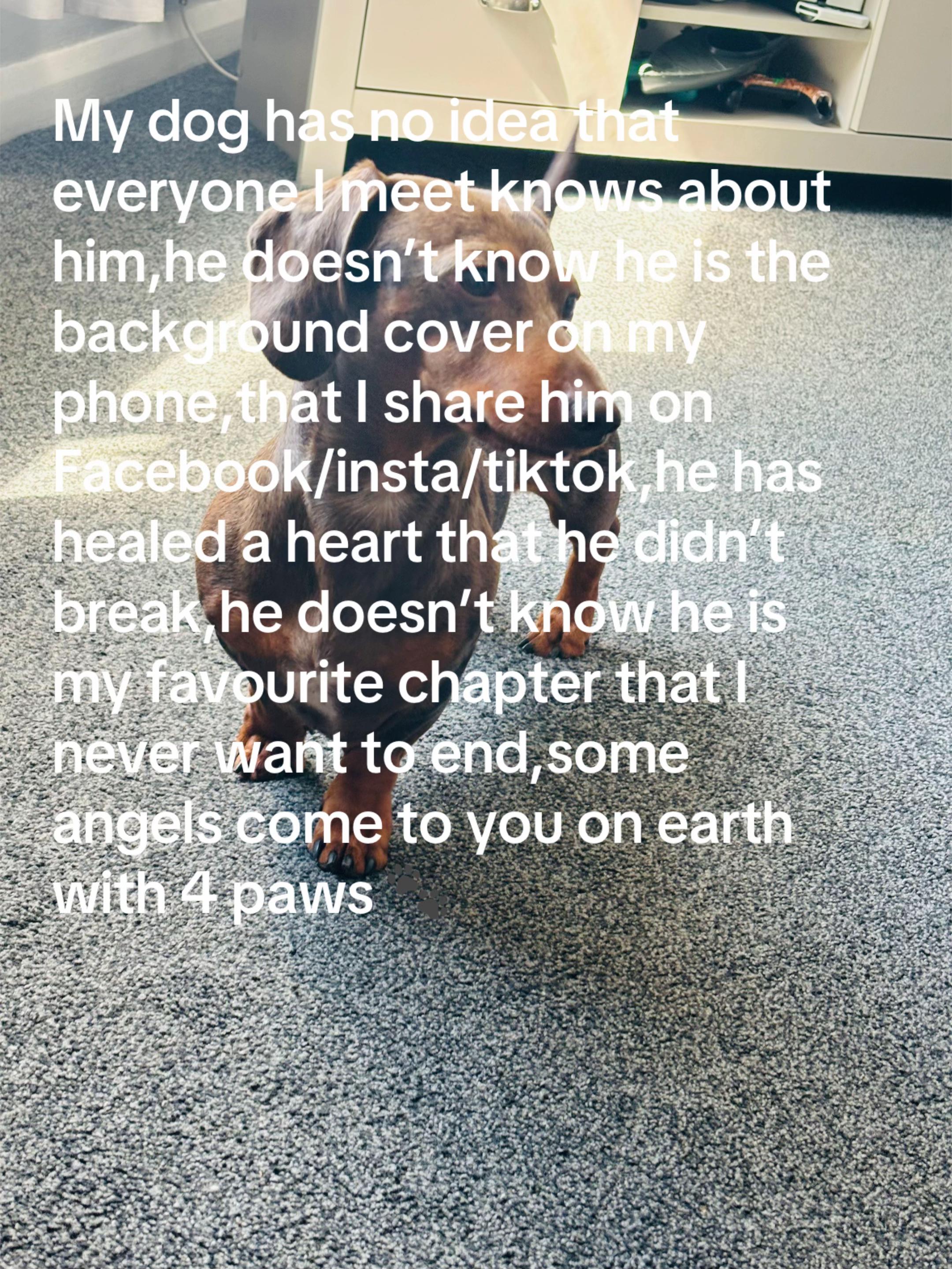 @marleythesausagedog