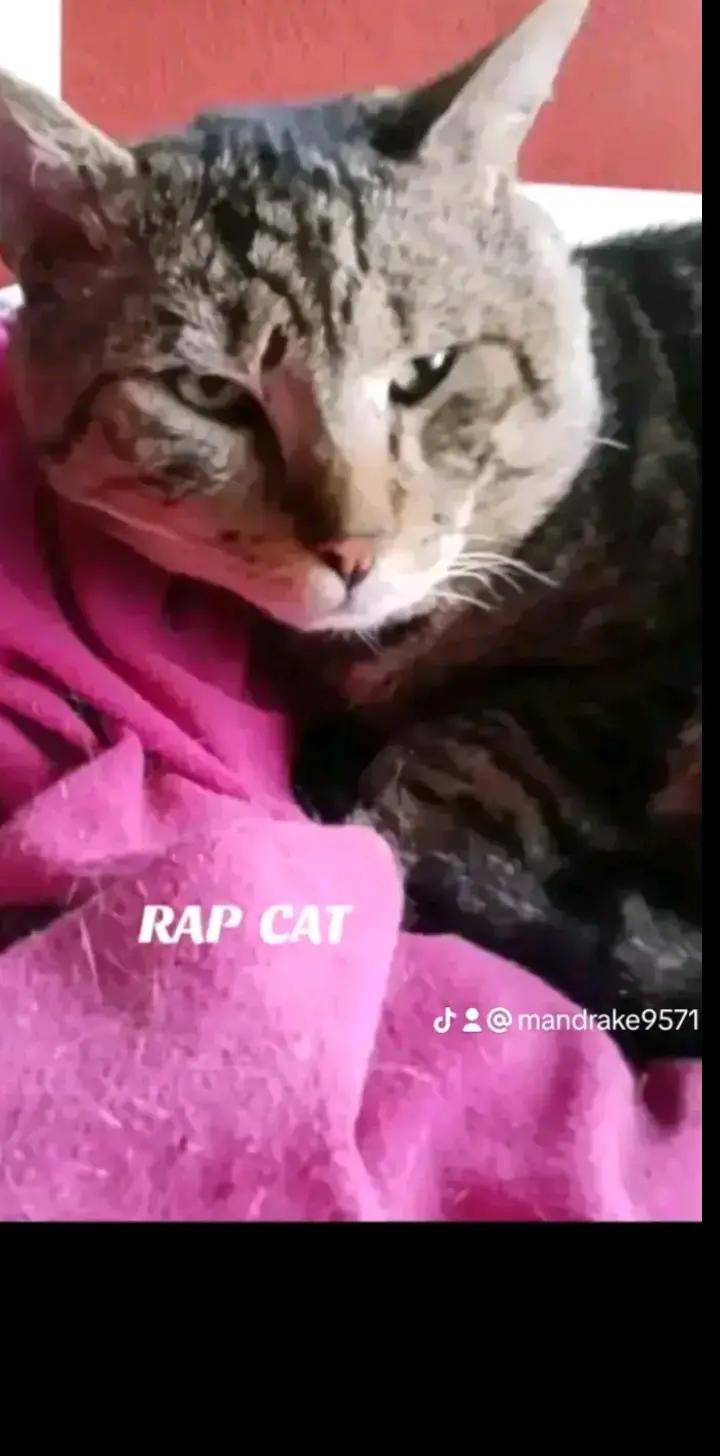 @RAP CAT