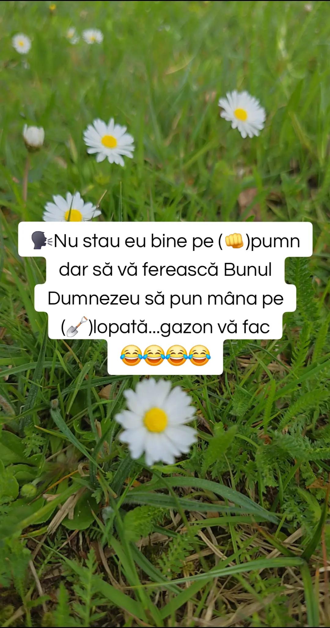 @🤍♈️RalucaDinu♈️🤍'84🪷