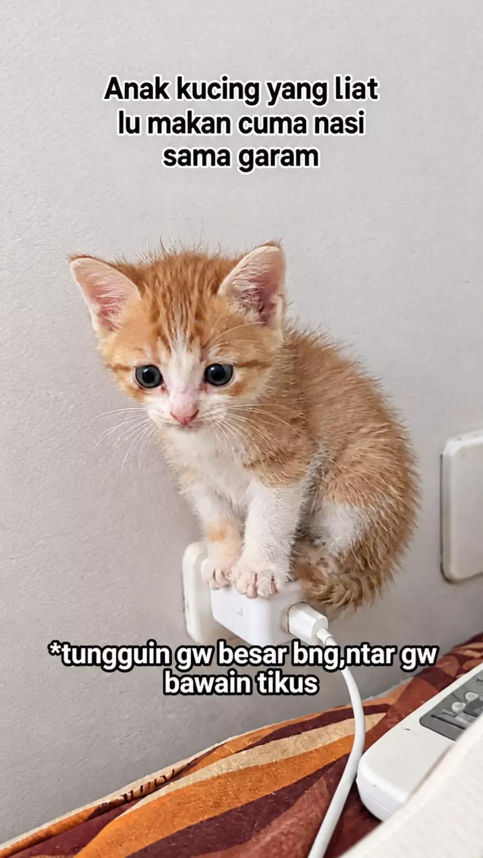 @cimba😺