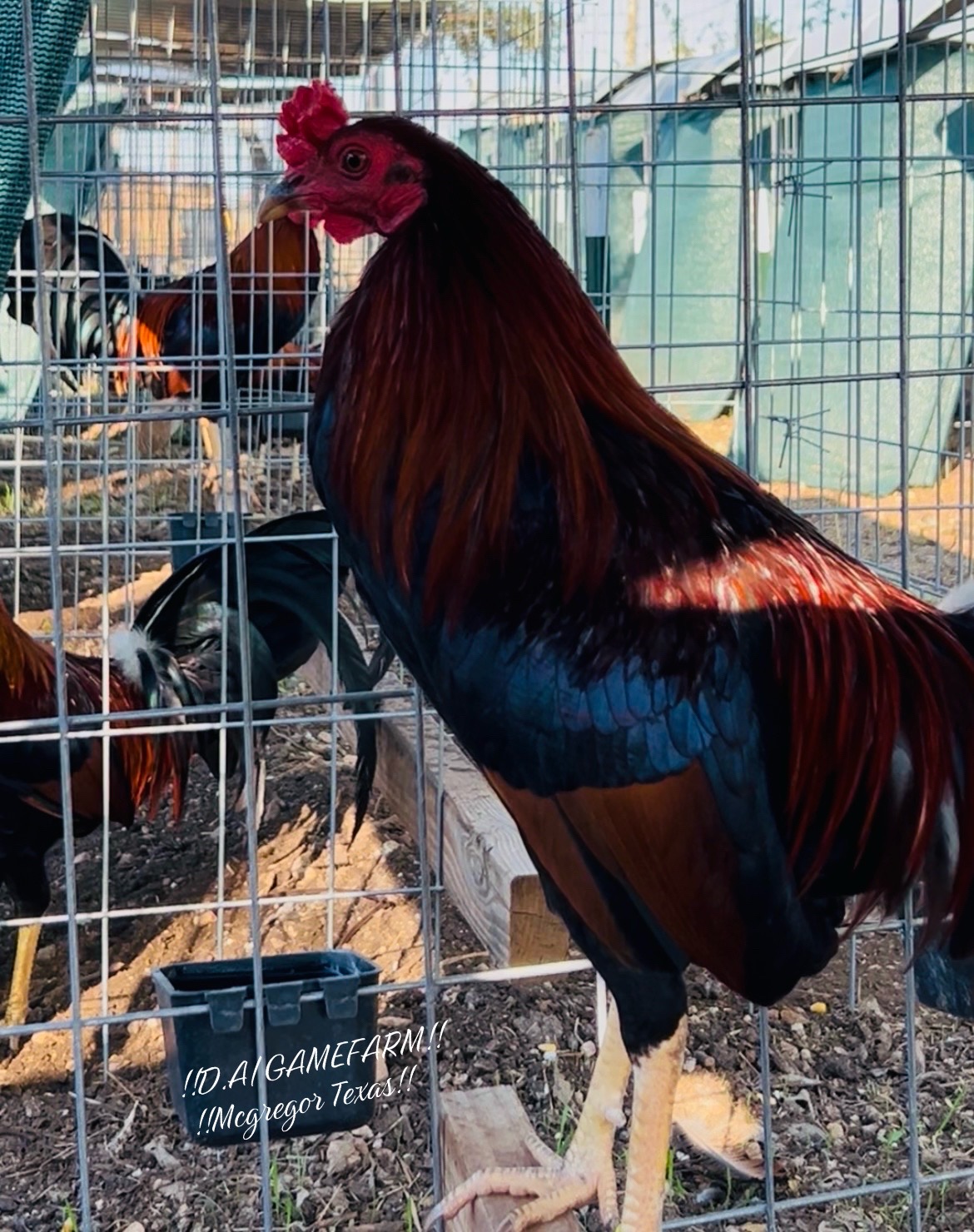 @DAgamefarm