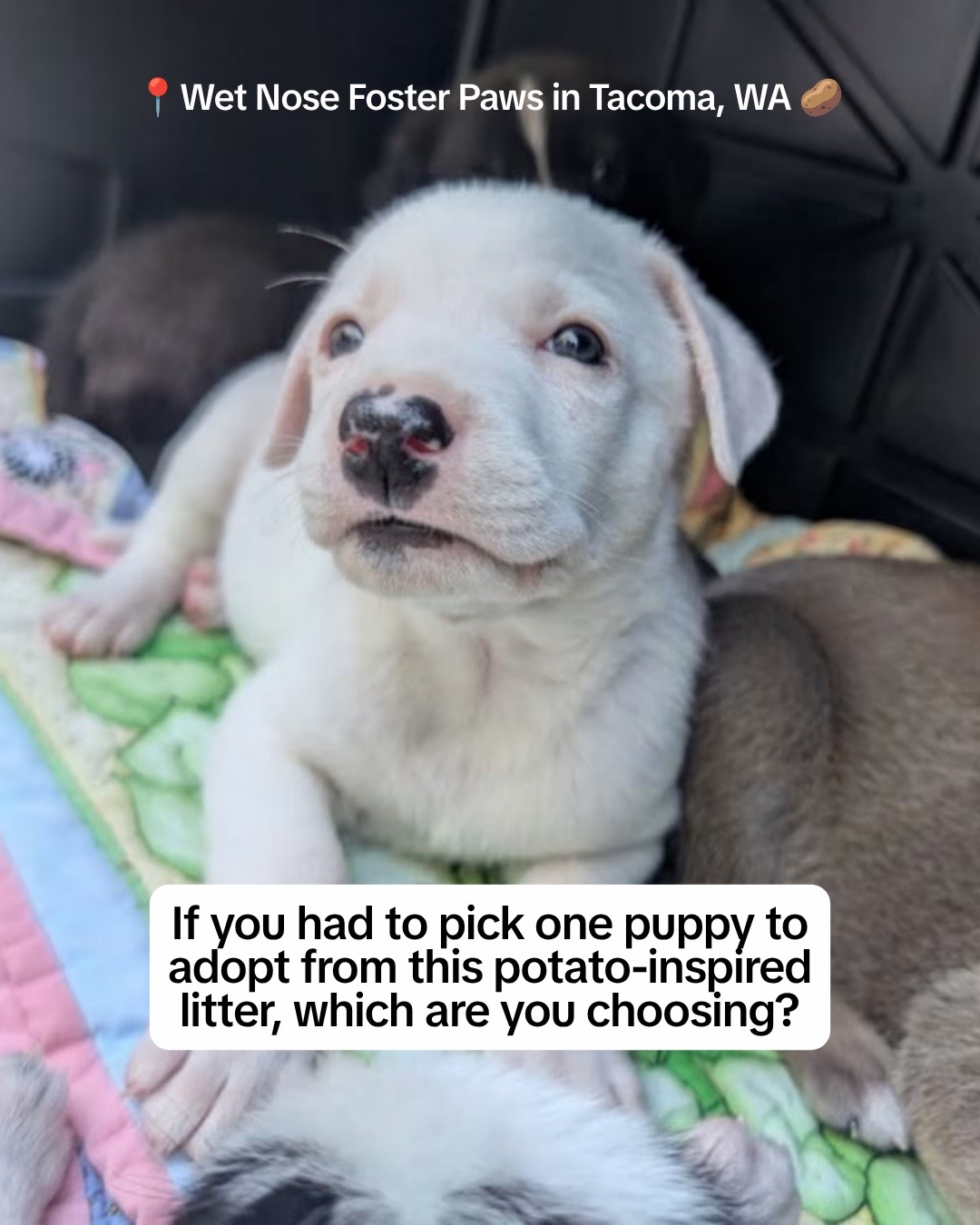 @Adopt a Pet