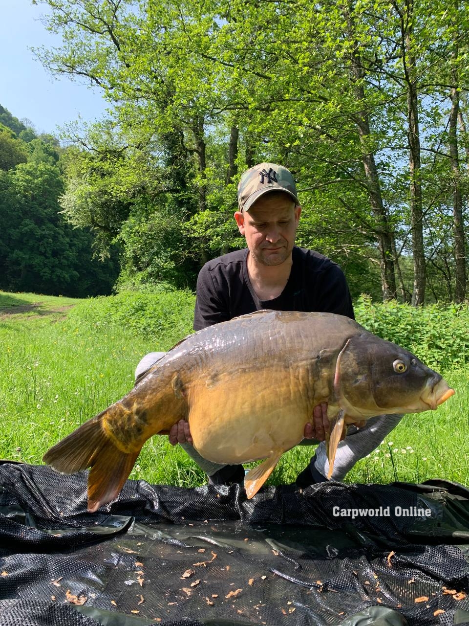@carpworldonline