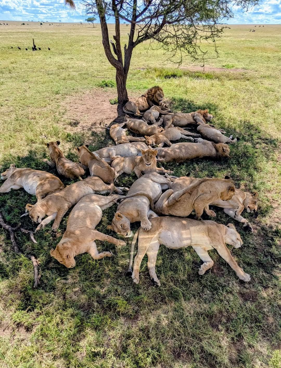 @Lion Sightings