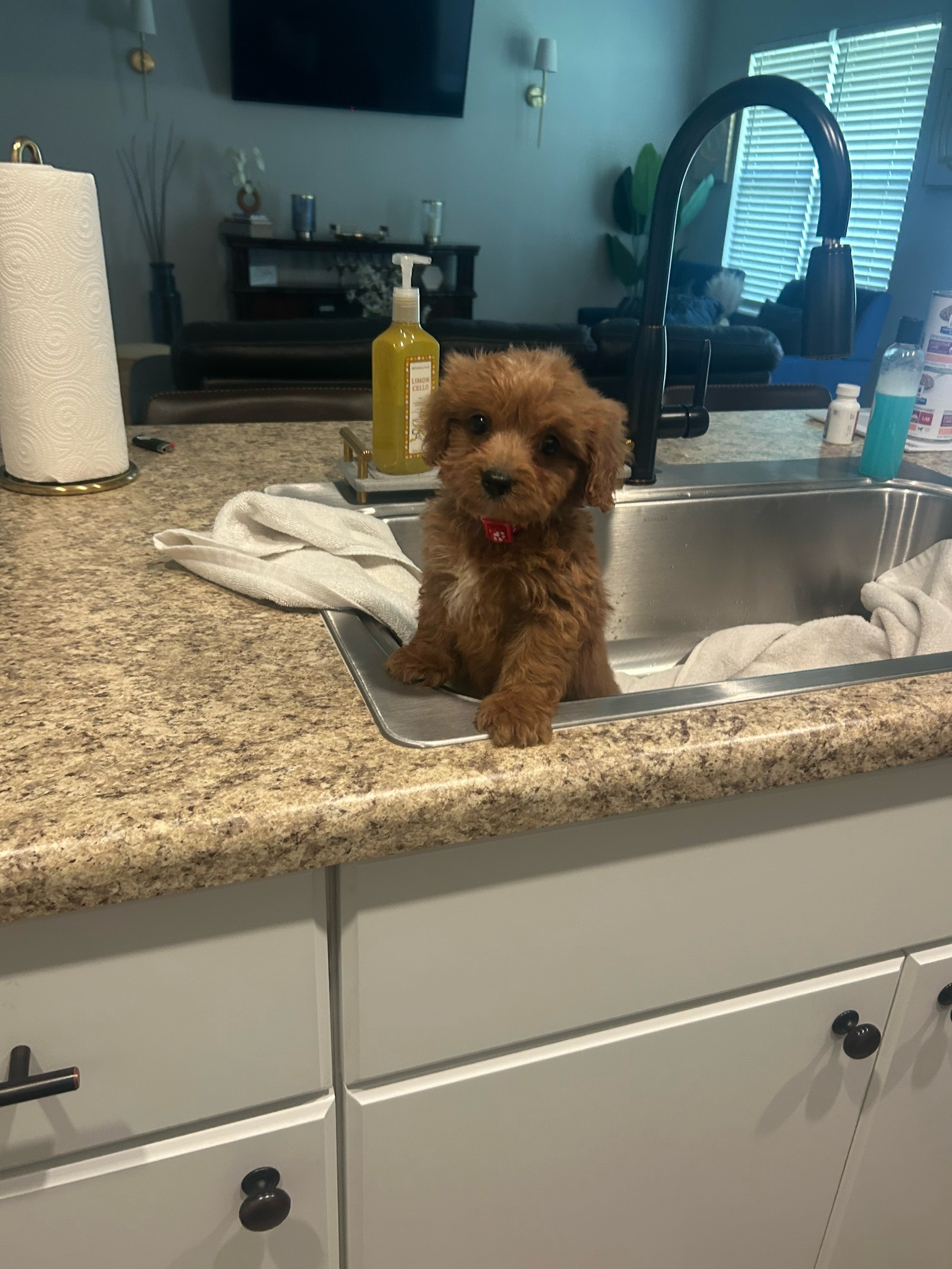 @Shortcake_kennel_2