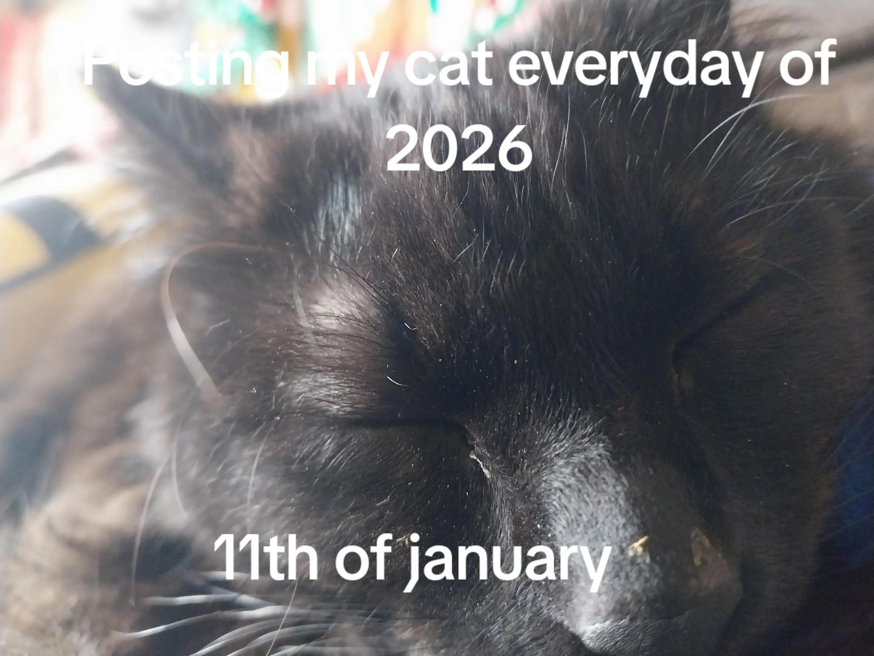 @Weakest Cat Enjoyer