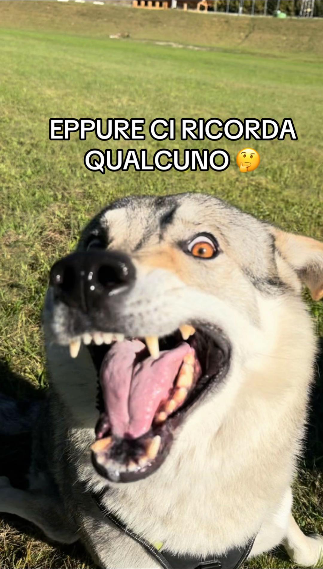 @Walking Wolf