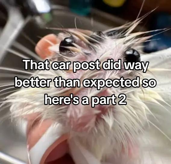 @Naki