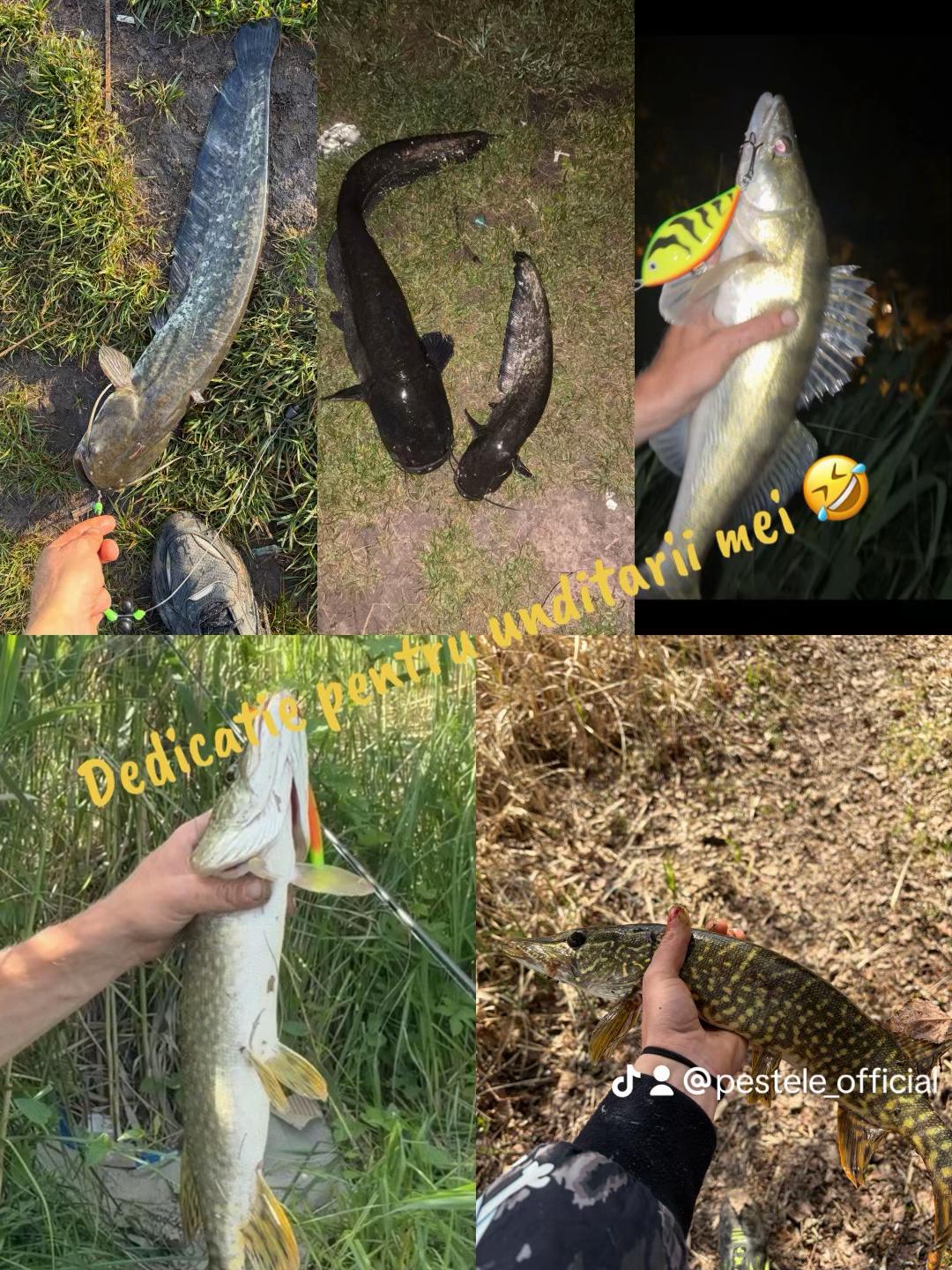 @Pestele.official