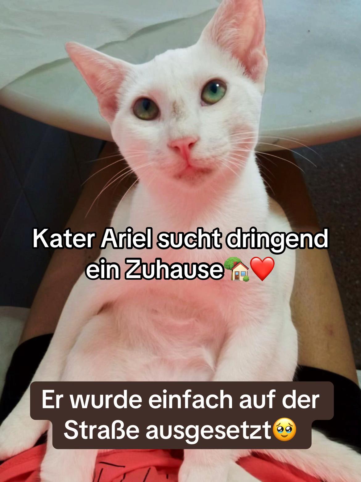 @Katzenblicke e.V.