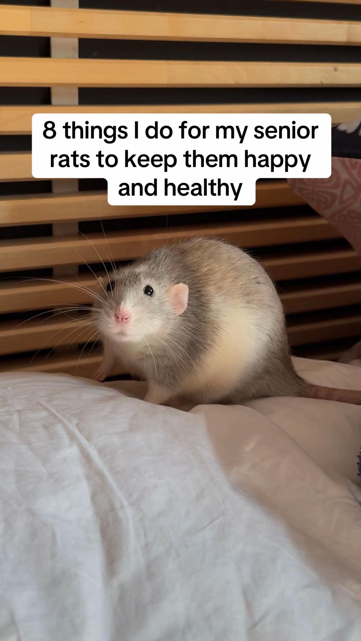 @Roxy’s rats