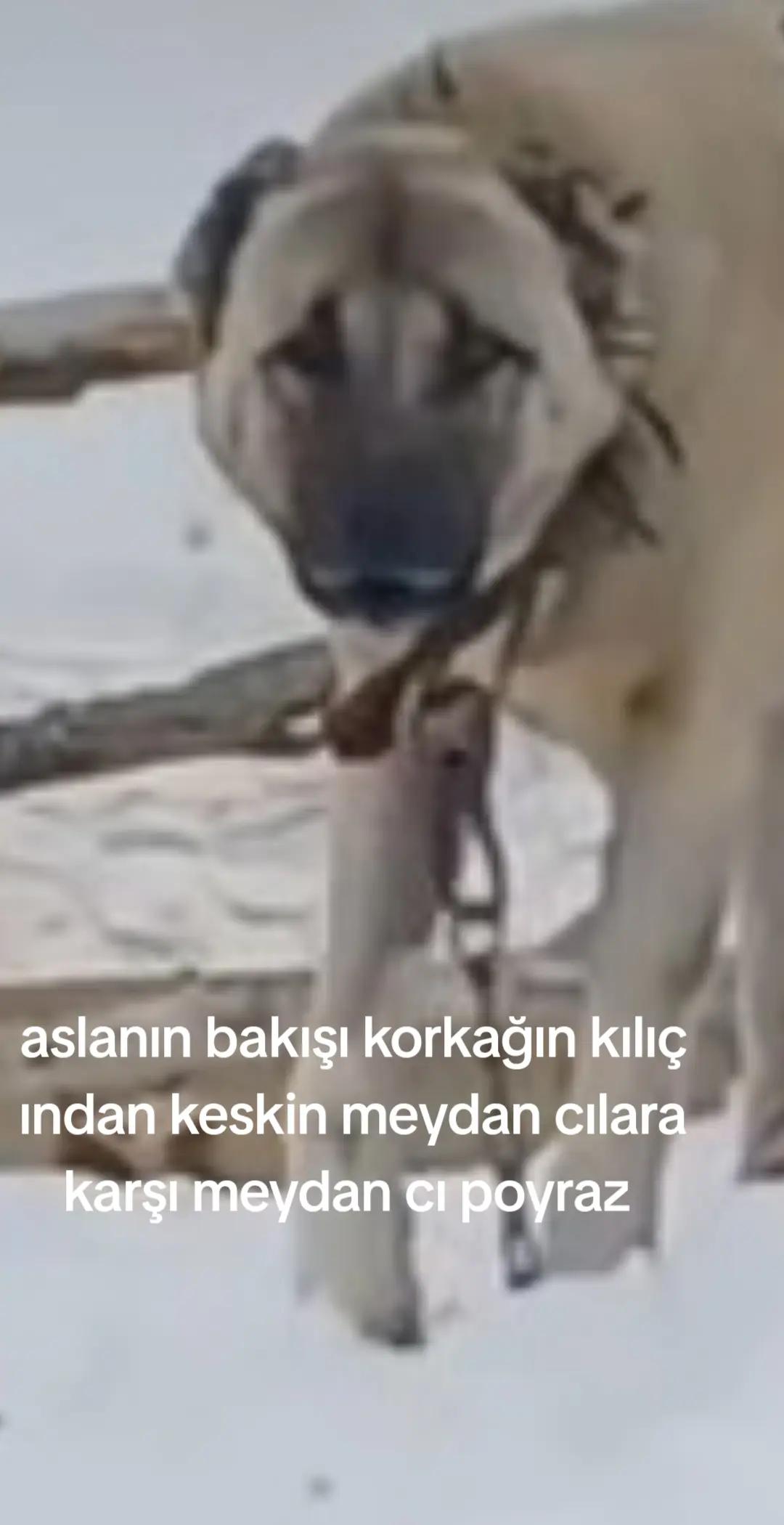 @erdogan 25