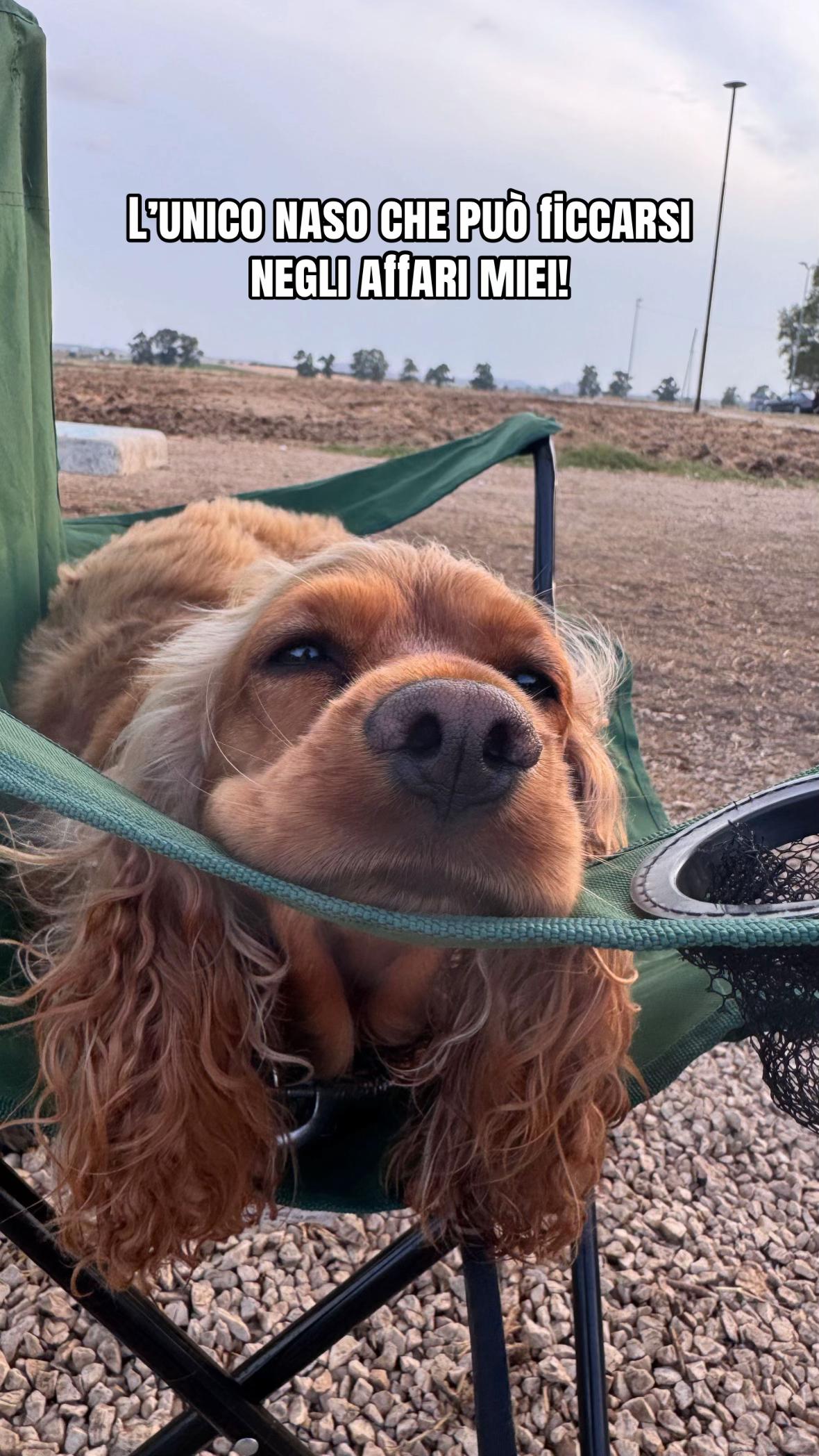 @🌸🐶Pamela Cocker Spaniel🐶🌸