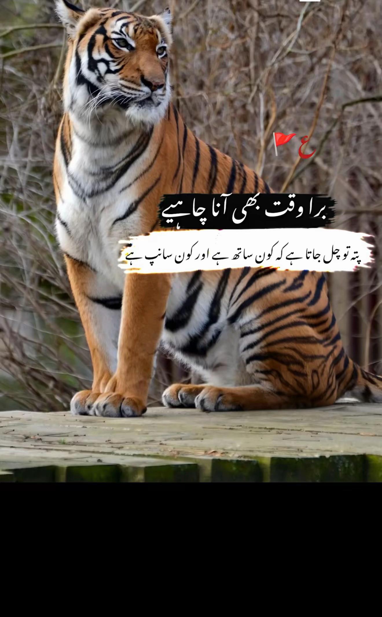 @Sanwal Sahi✅