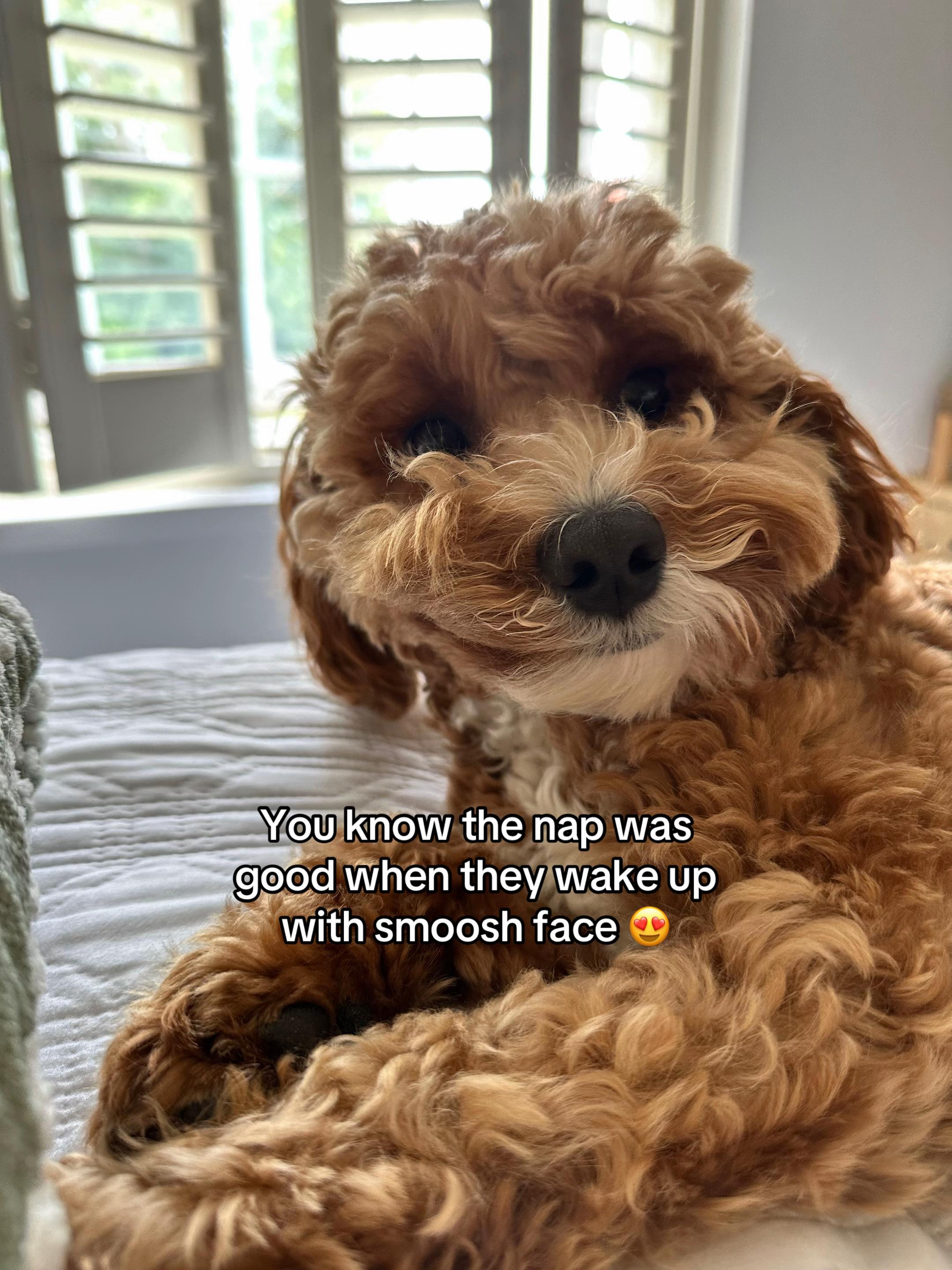@Rosco & His Humans 🐾🏠🩵