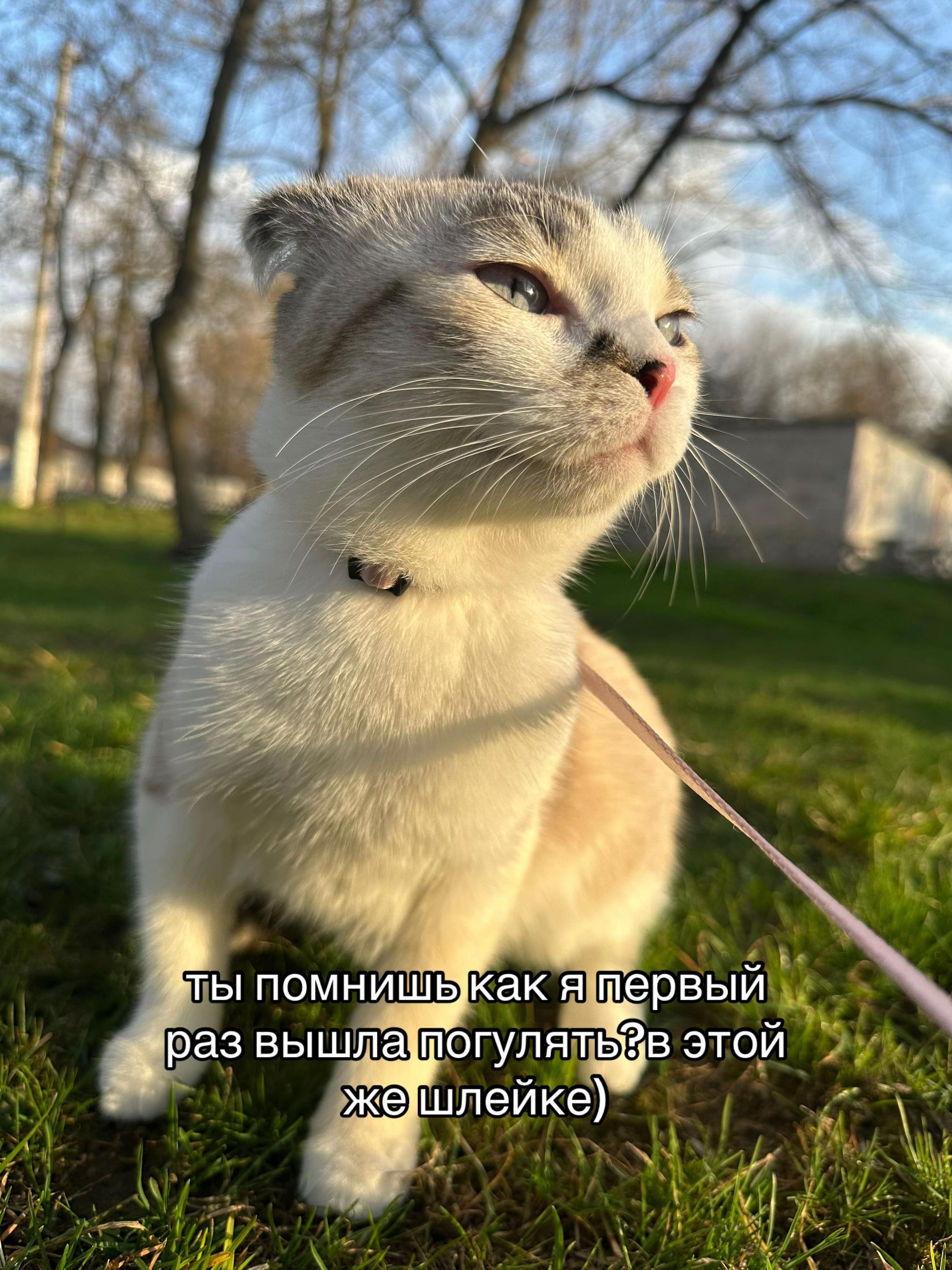 @meow_mia