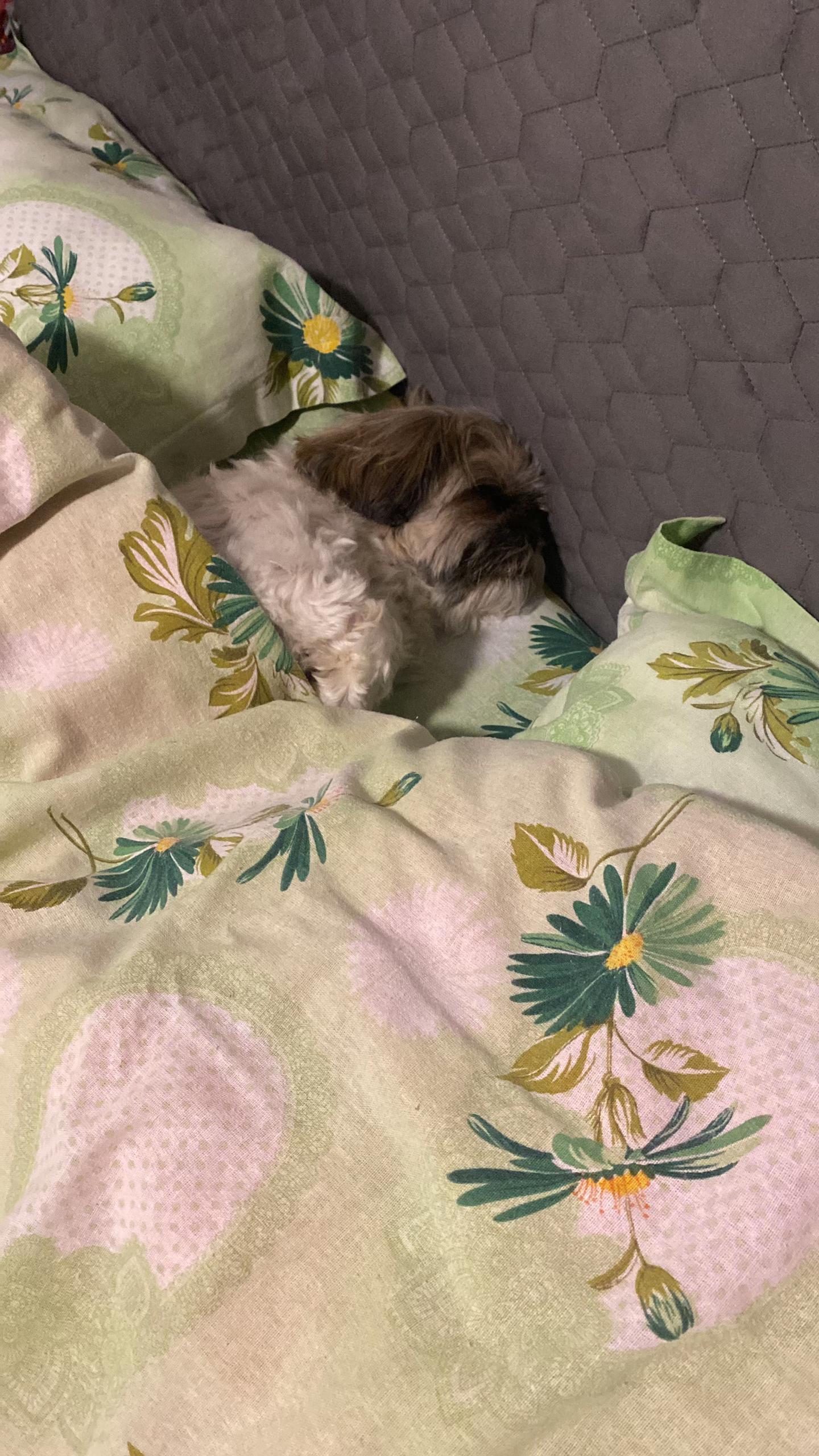 @Bella🐶💕