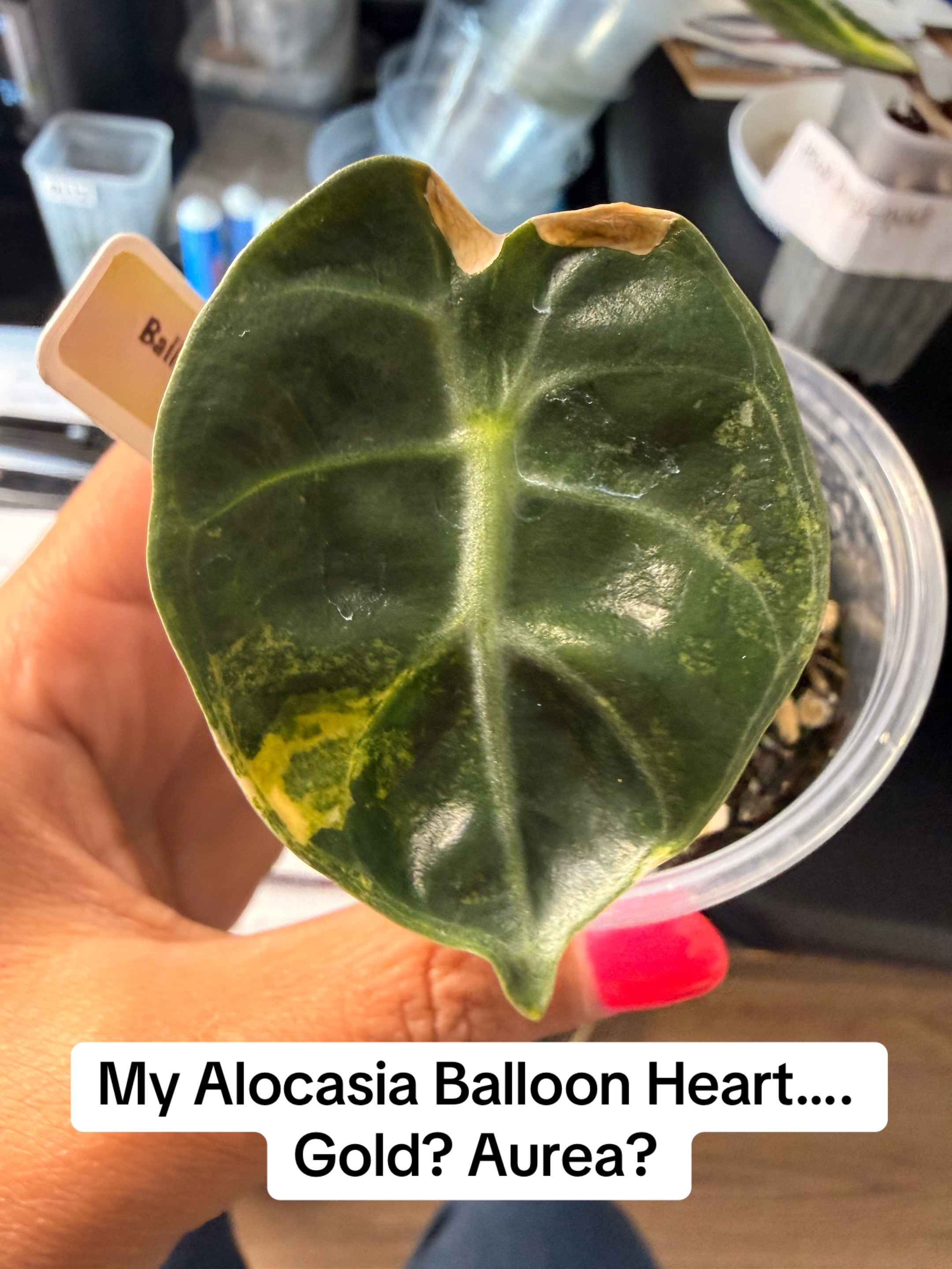 @Moon Root Magic Plant House