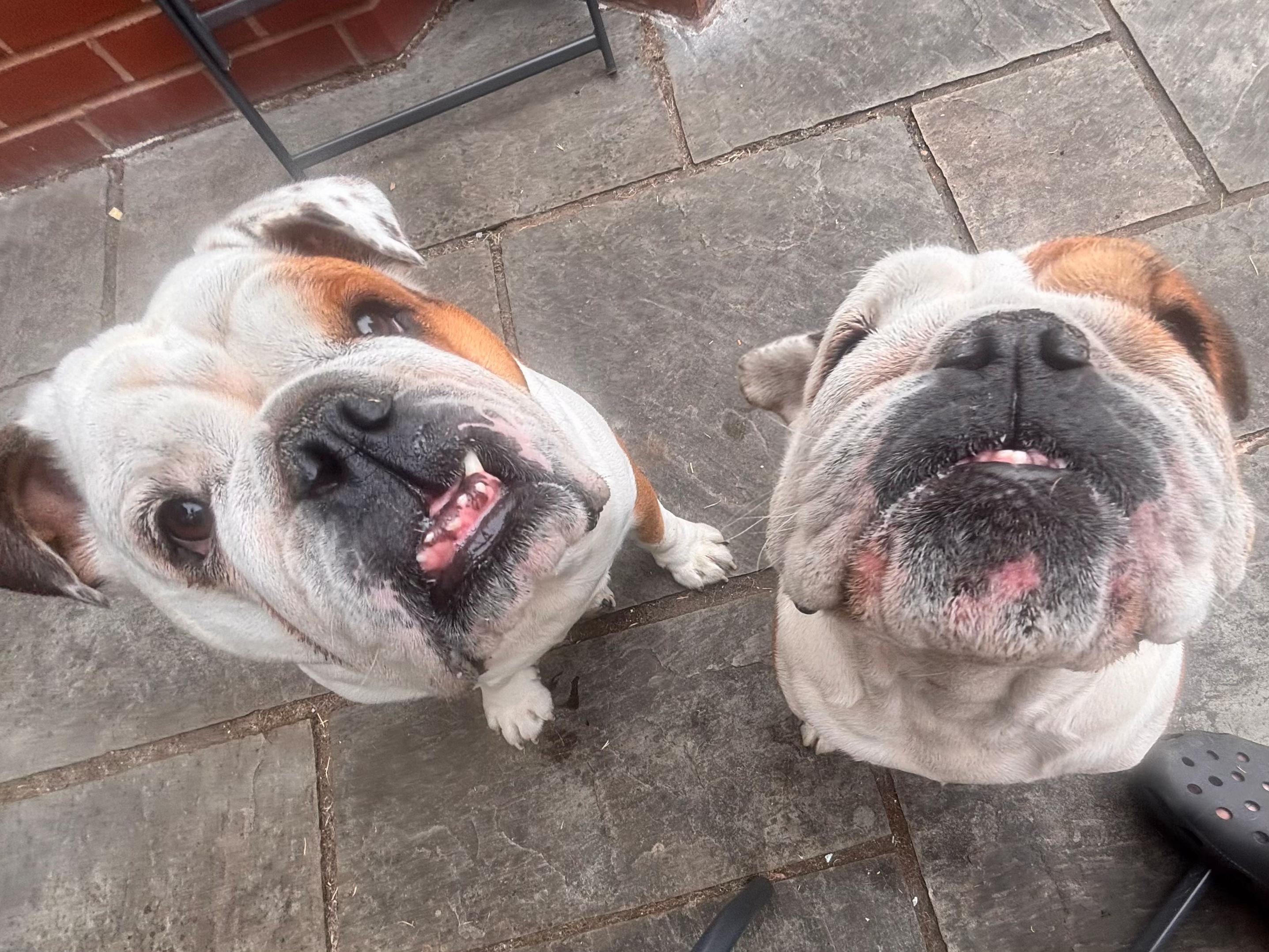 @Nessa the Bulldog 8