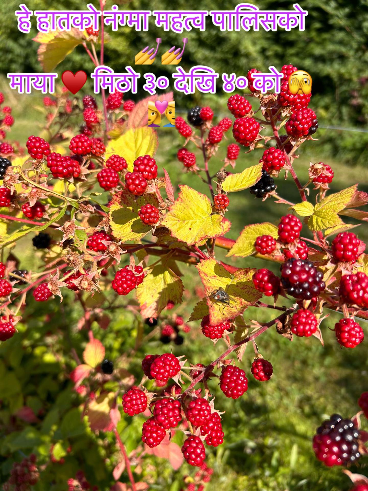 @bharatkumarkarkee