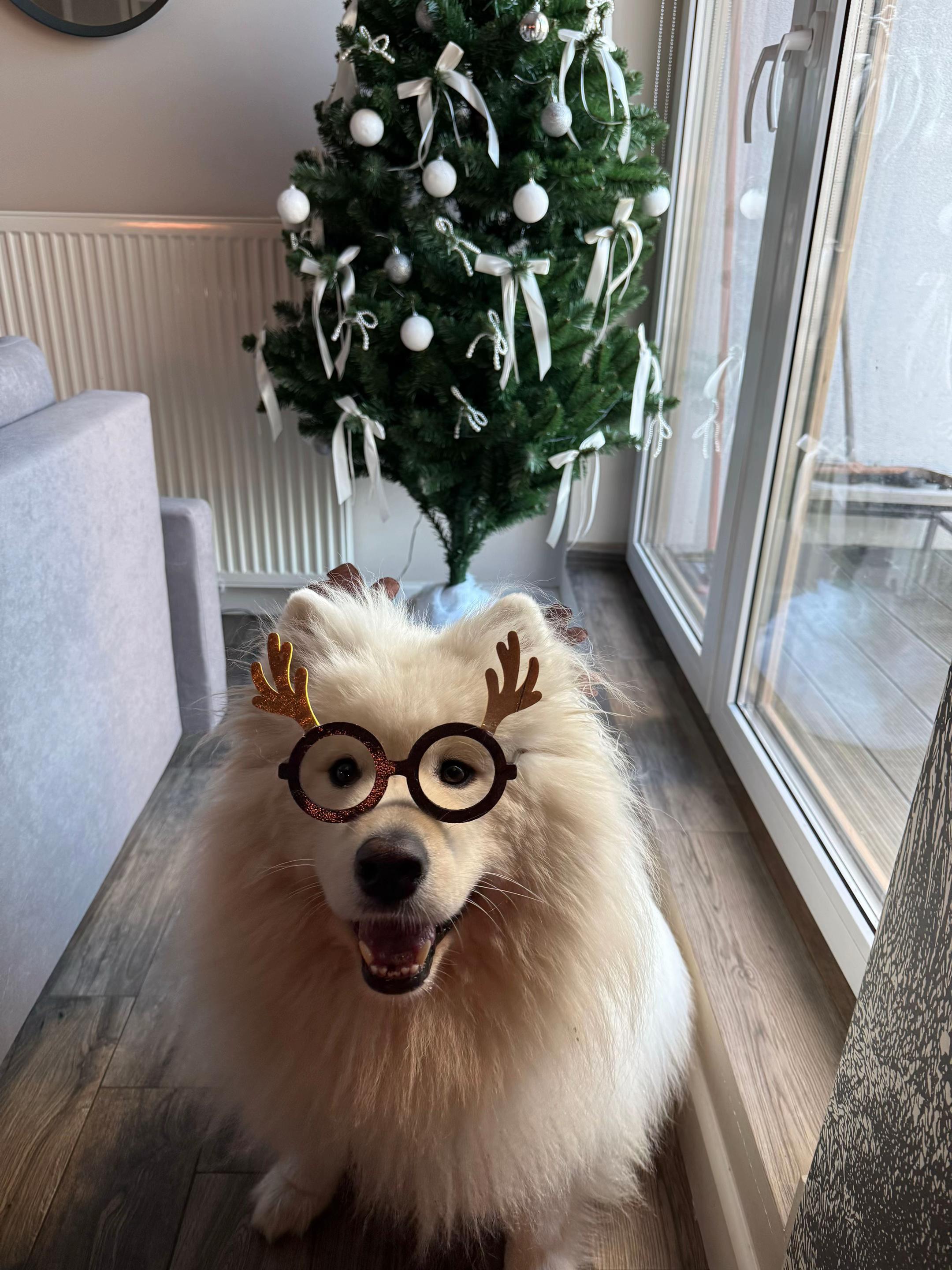 @Samoyed.Kokos