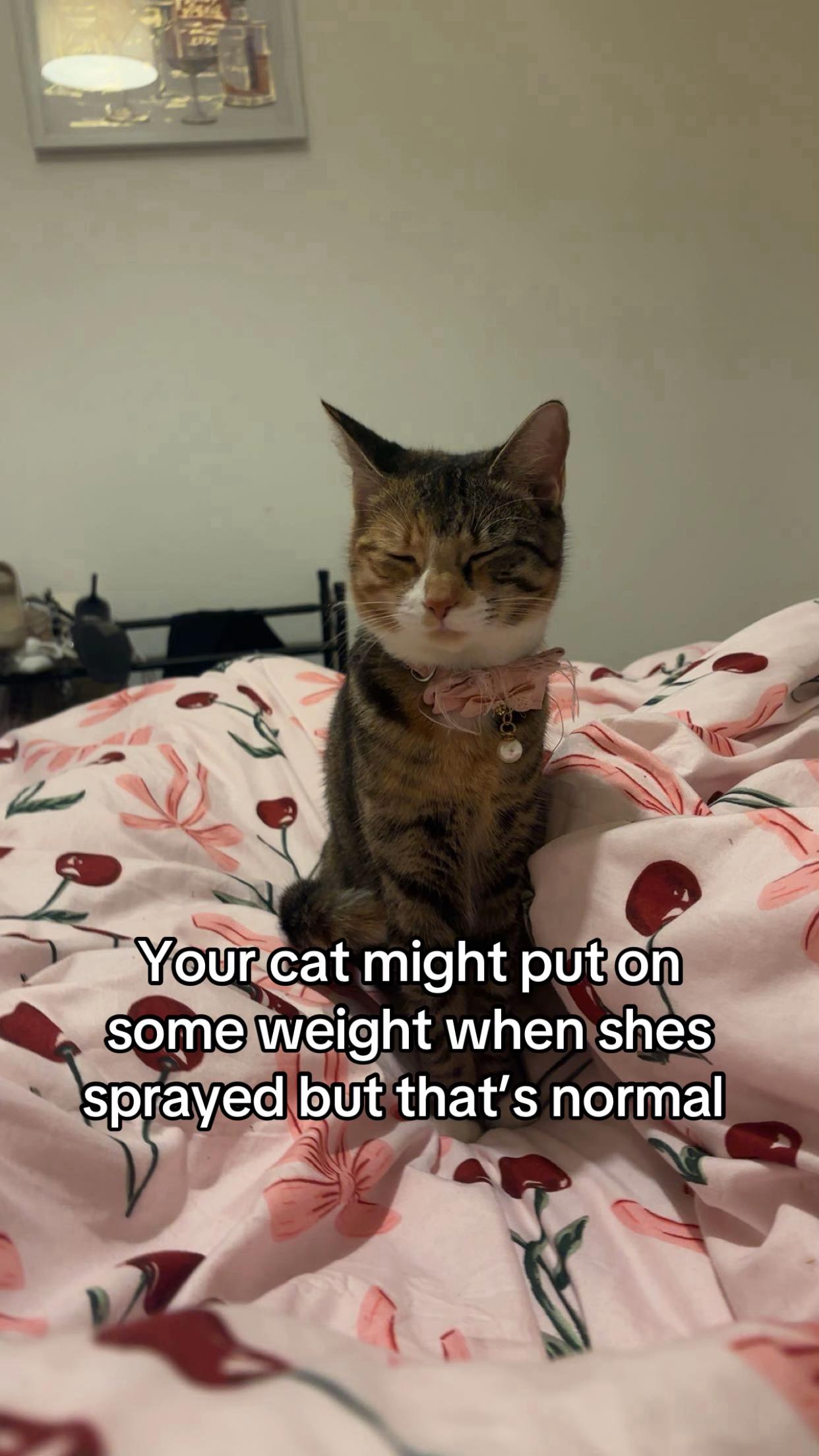 @mitsy.the.cat01