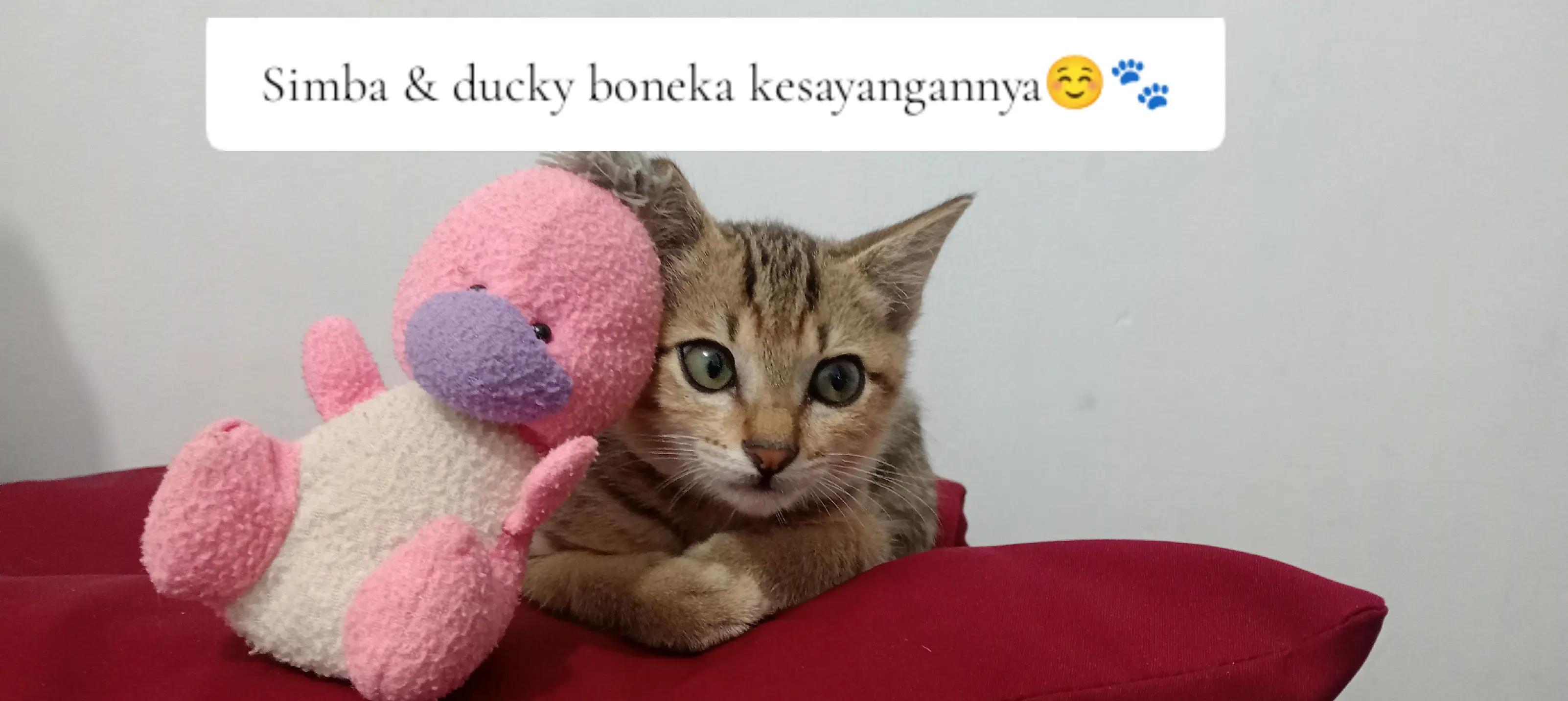 @Rizqi
