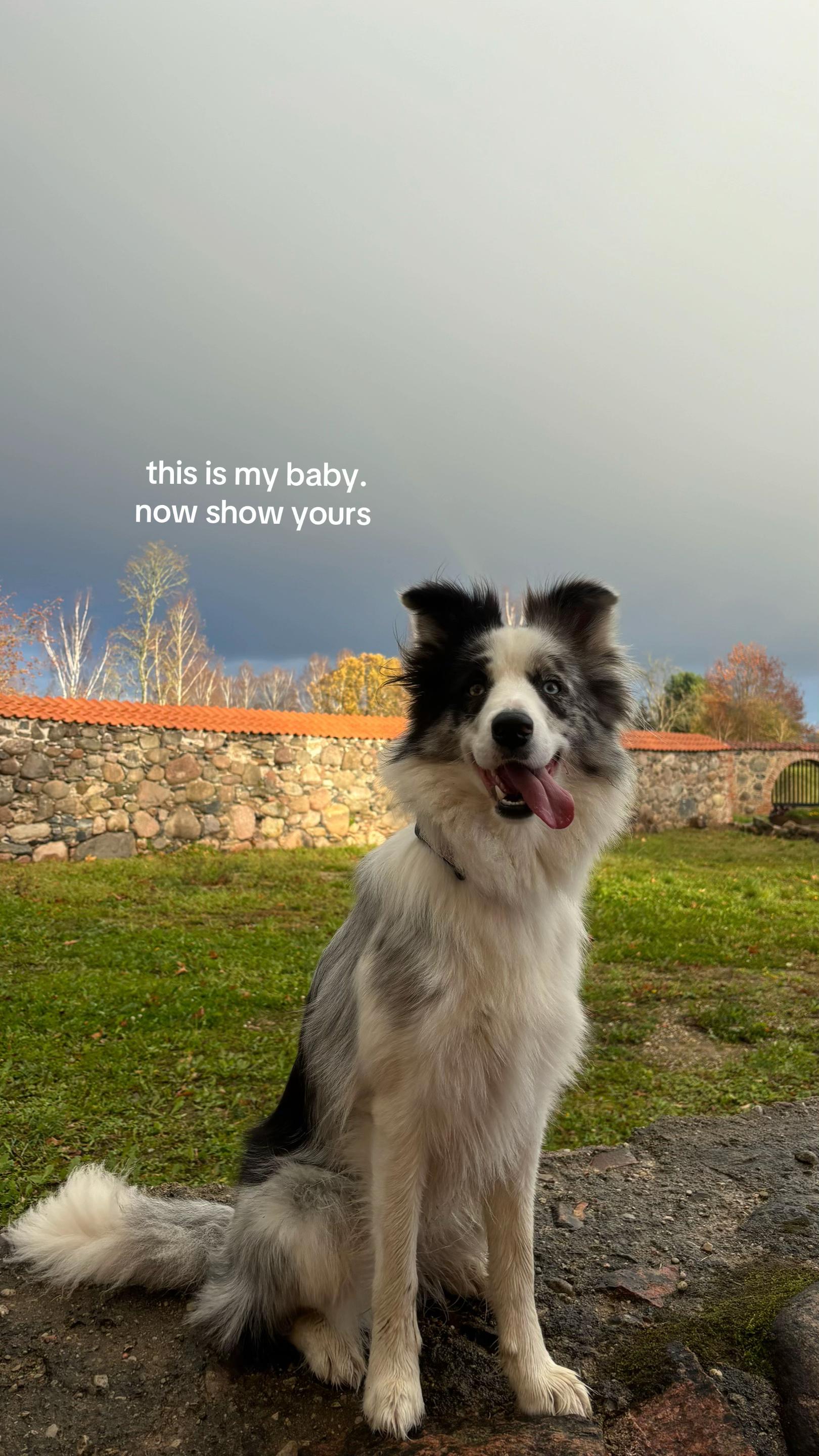 @elisathebordercollie