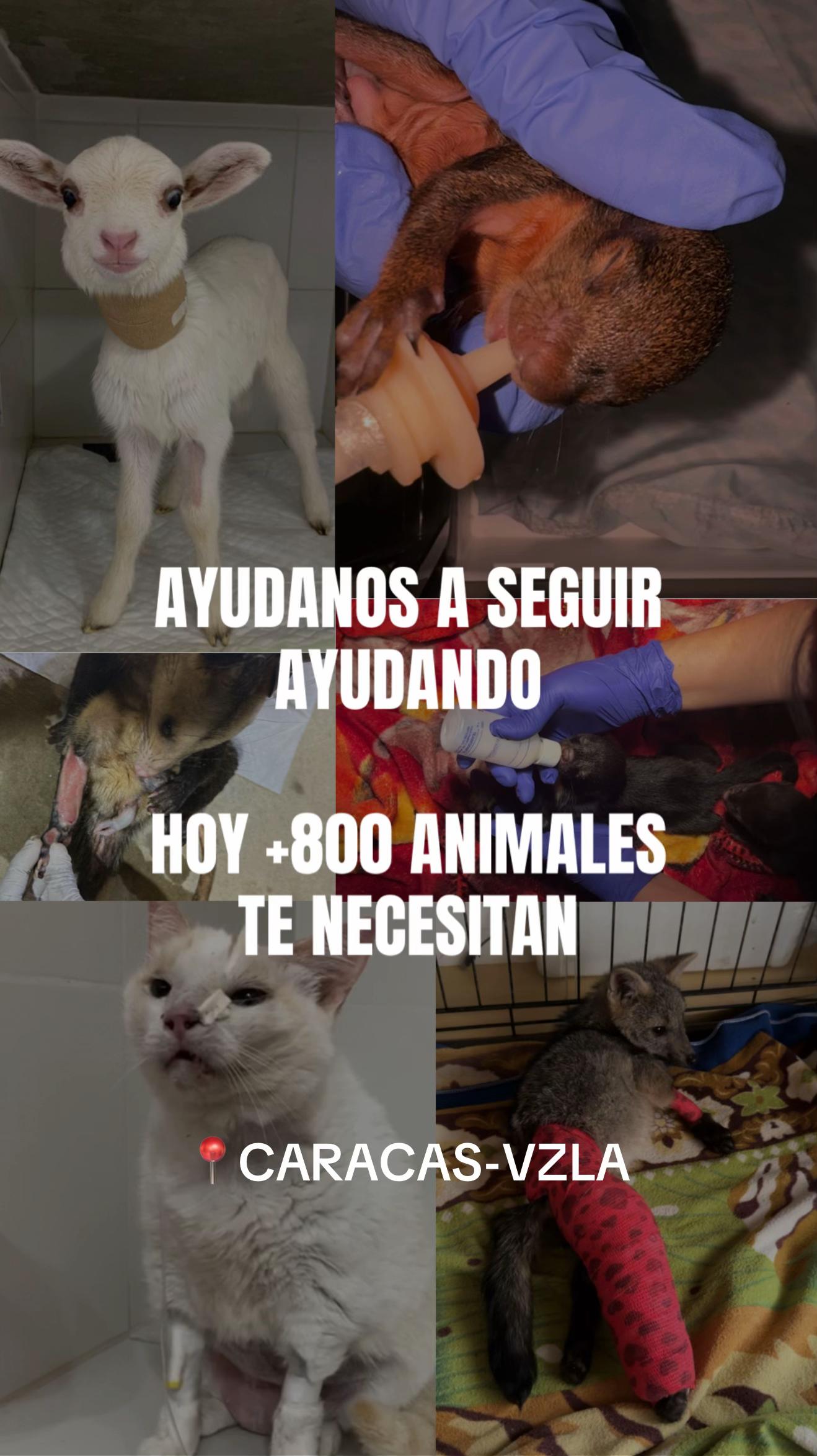 @La Casita del Avestruz