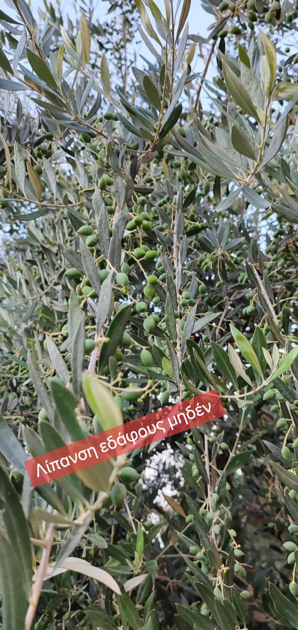 @&Alpha;&gamma;&alpha;&lambda;&iota;&alpha;&nu;ό&sigmaf; &Iota;&omega;ά&nu;&nu;&eta;&sigmaf; &Gamma;&epsilon;&omega;&pi;ό&nu;&omicron;&sigmaf;