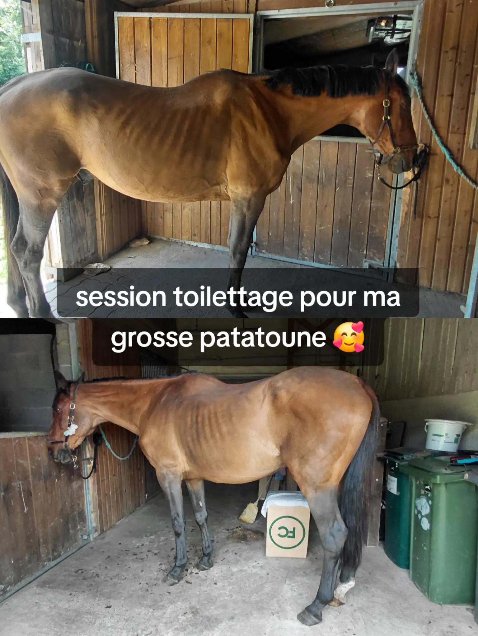 @Le Journal D'un Cheval & Cie