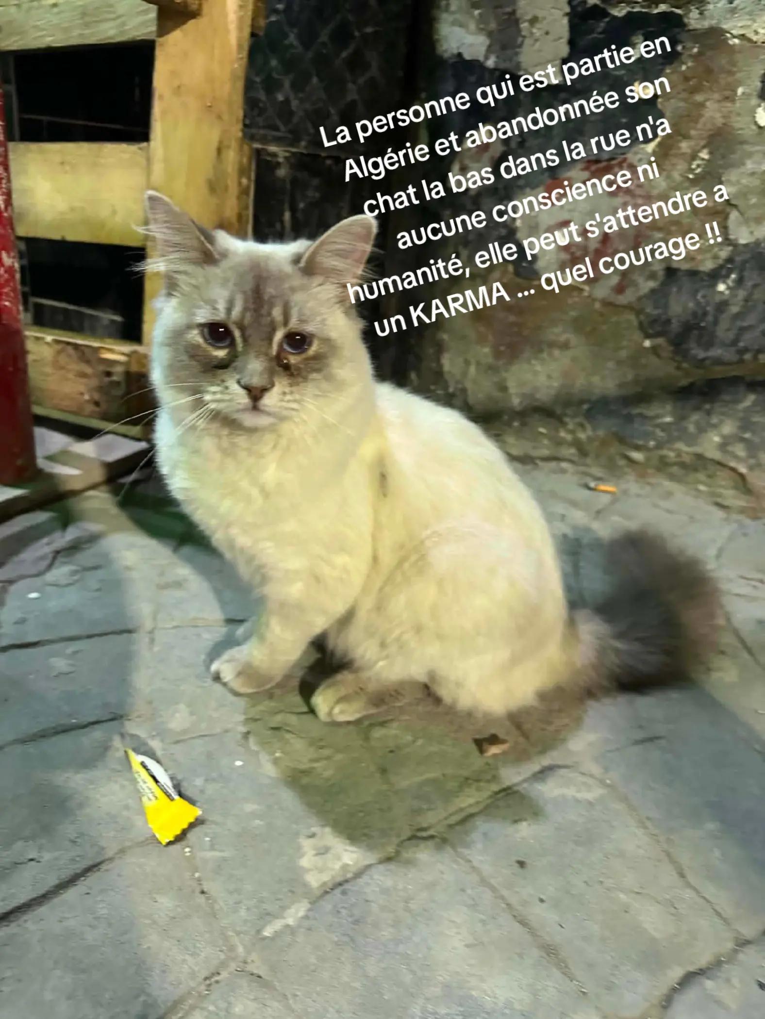 @Nanou &Eacute;l&eacute;gance  🇨🇵🇩🇿