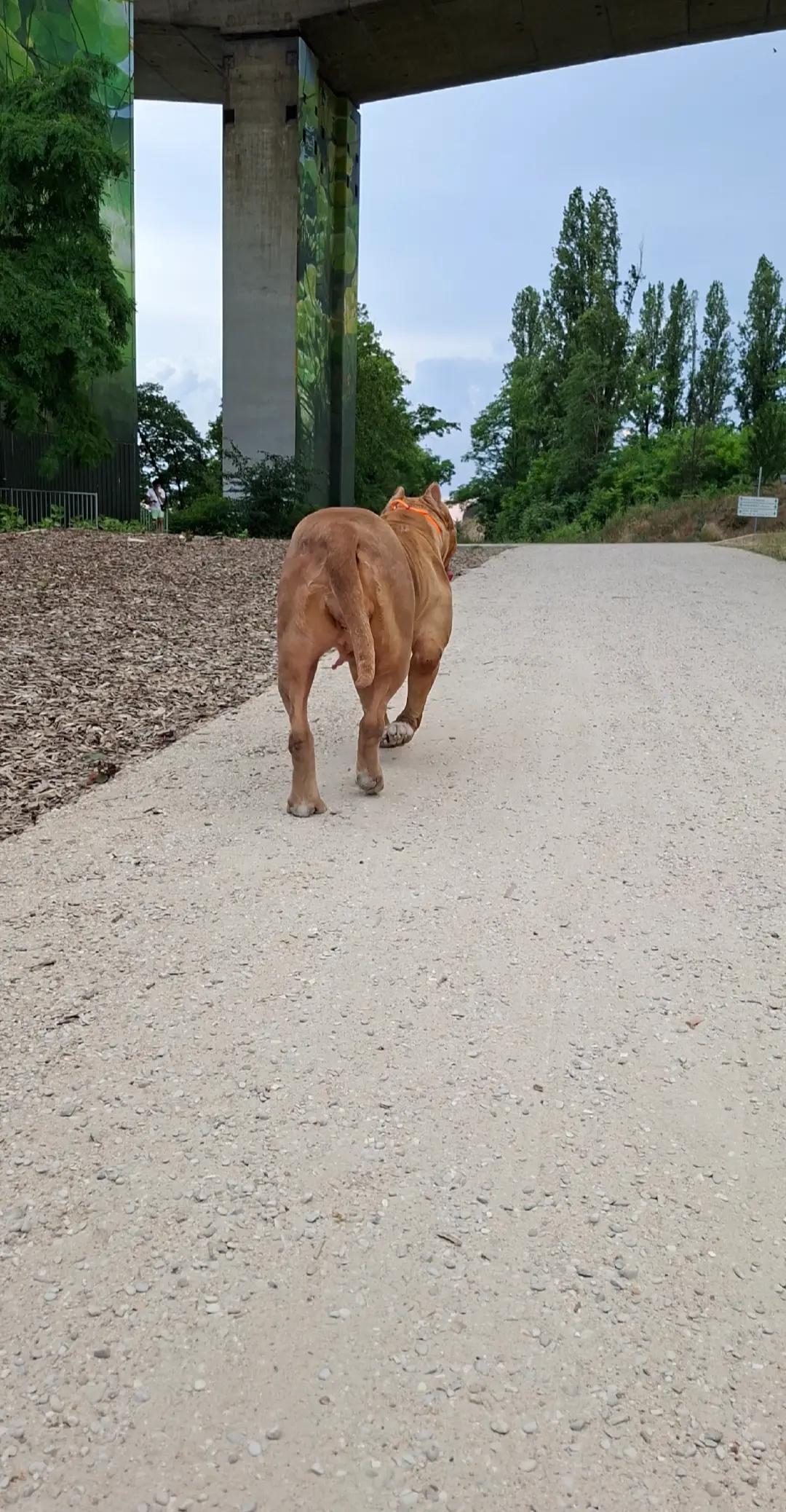 @AKATSUKI BULLY KENNEL 🇭🇹🇫🇷