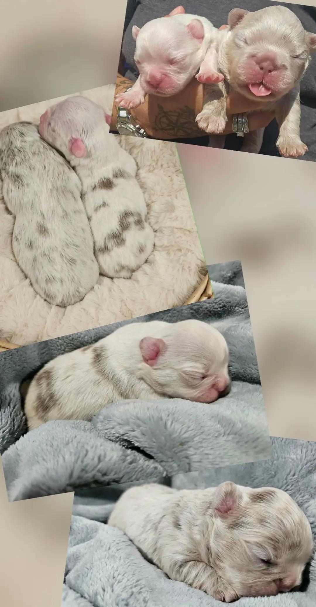@Diamond State French Bulldogs