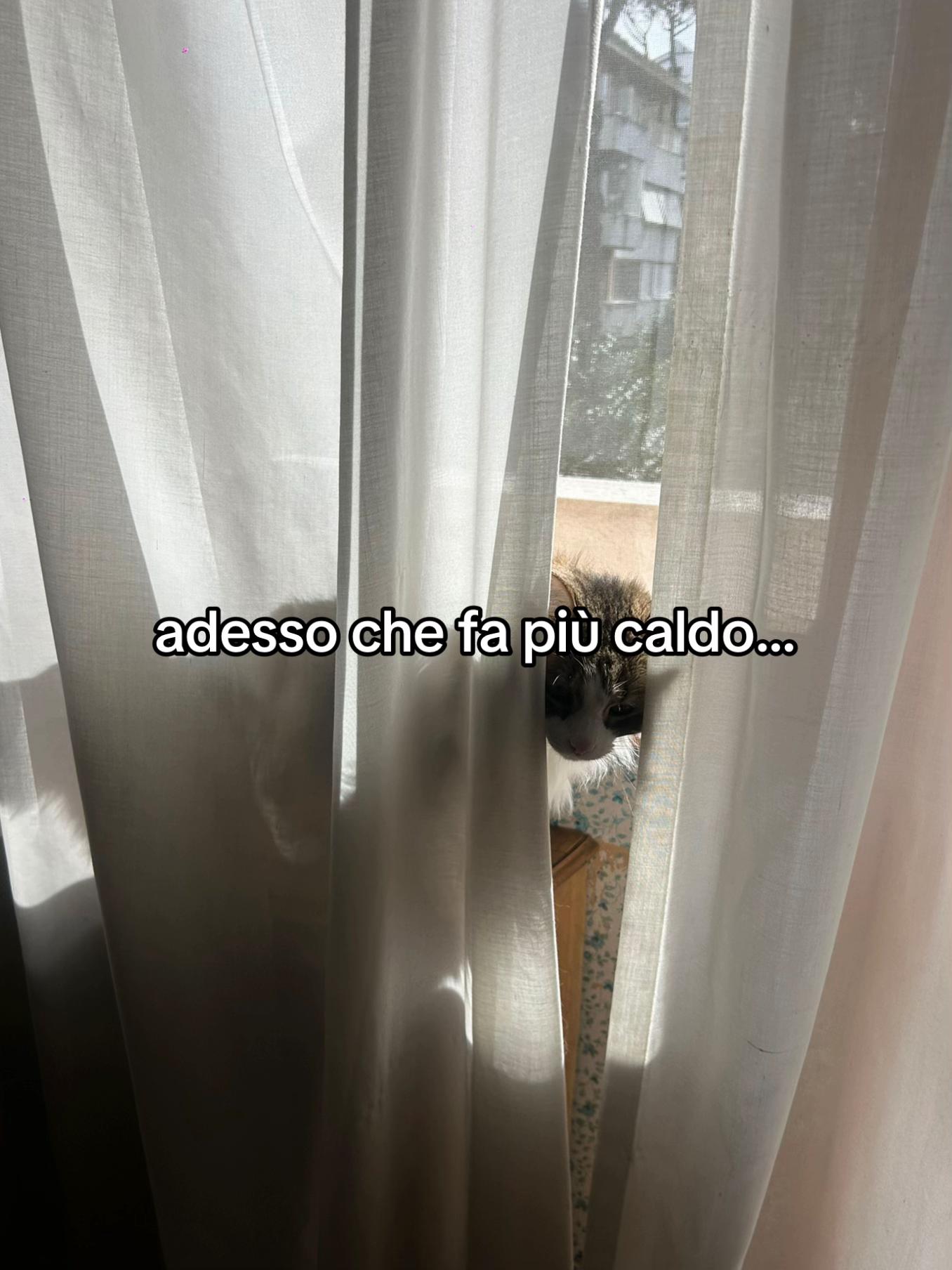 @luci