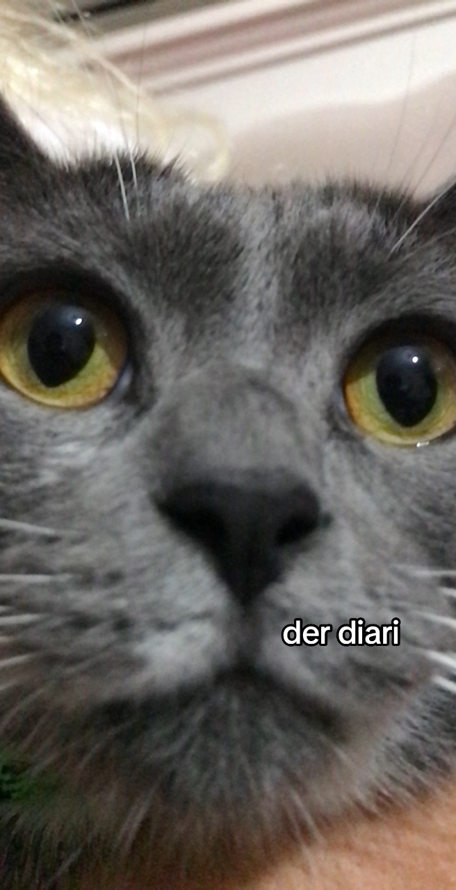 @dilara