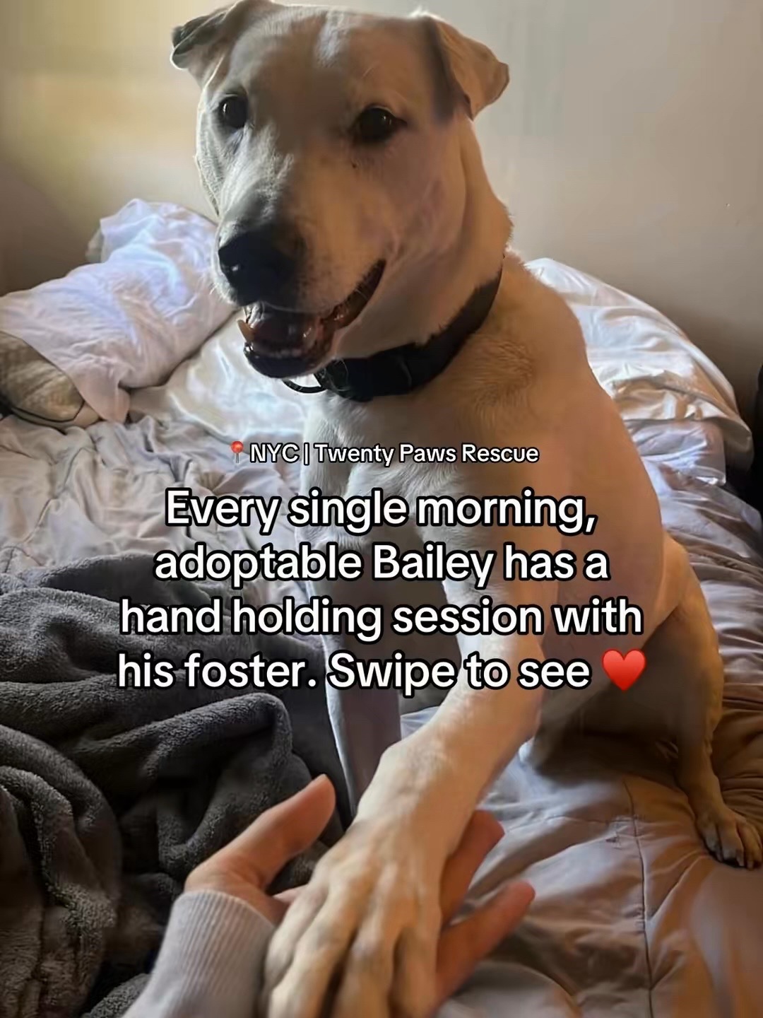 @Adopt a Pet