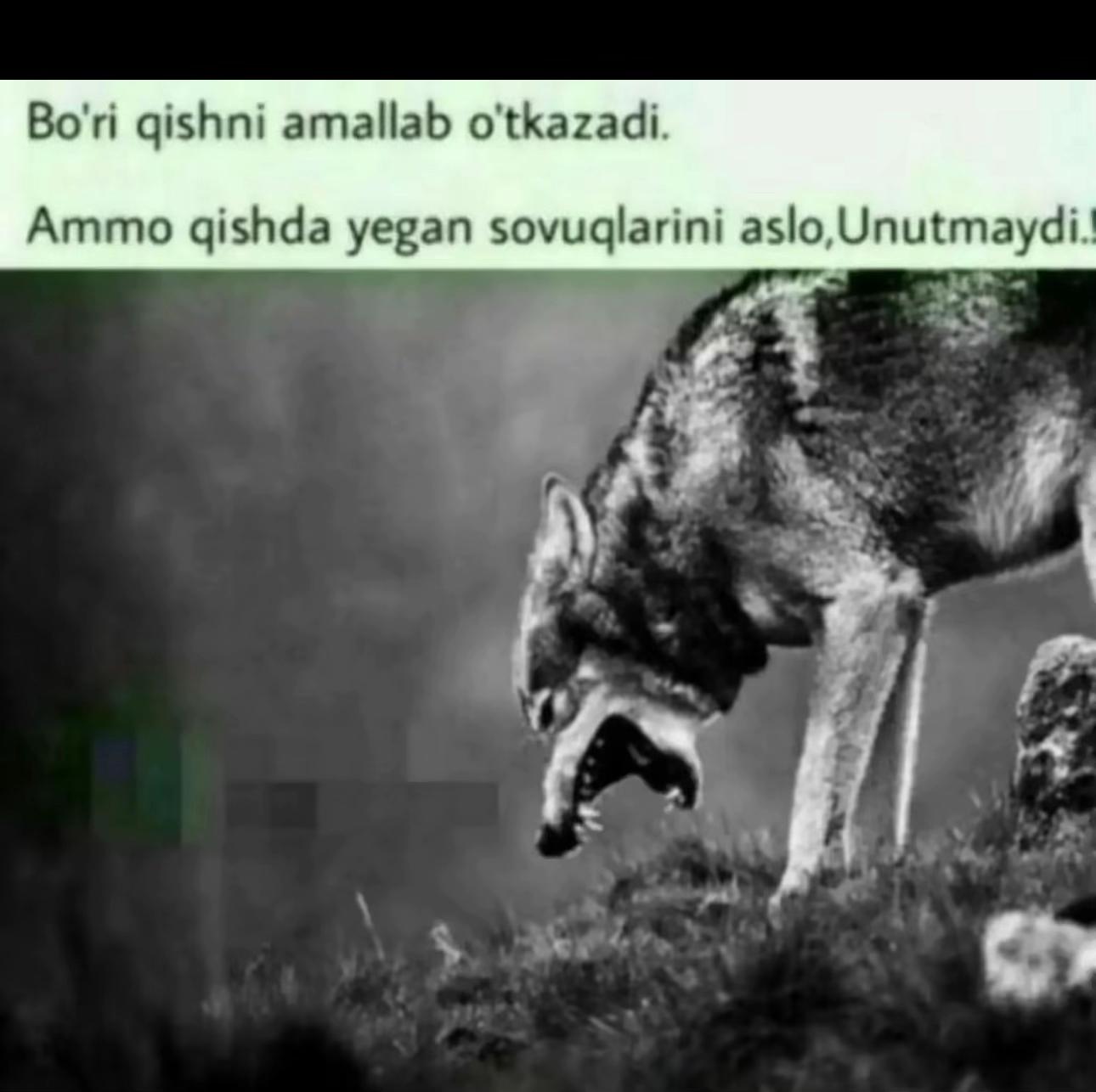 @zamonam