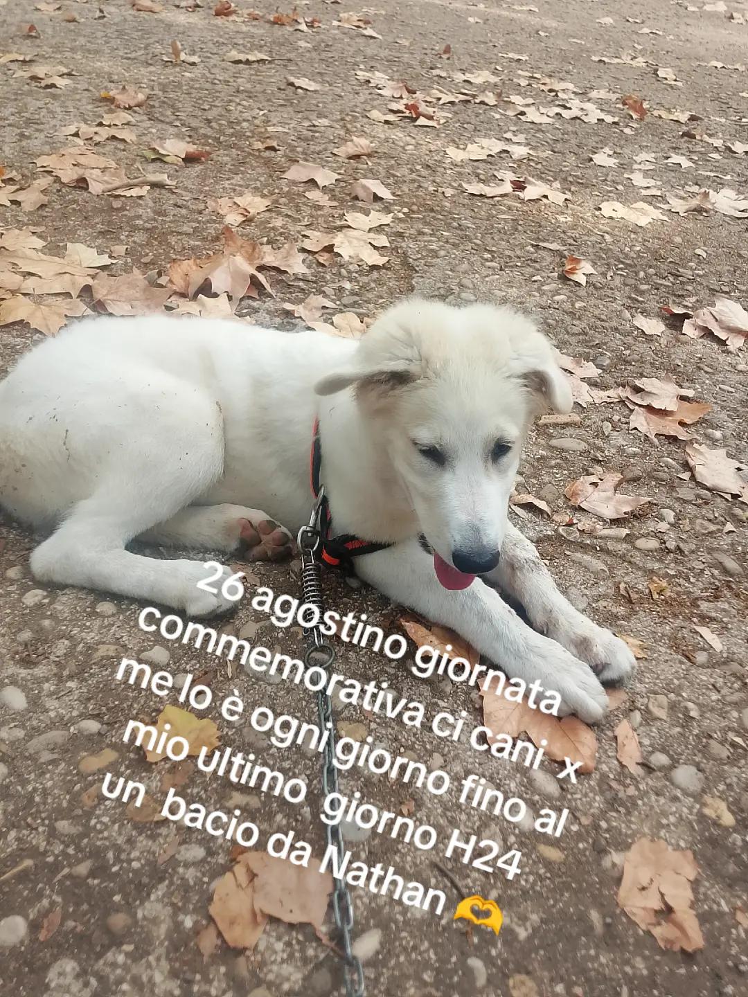 @lele