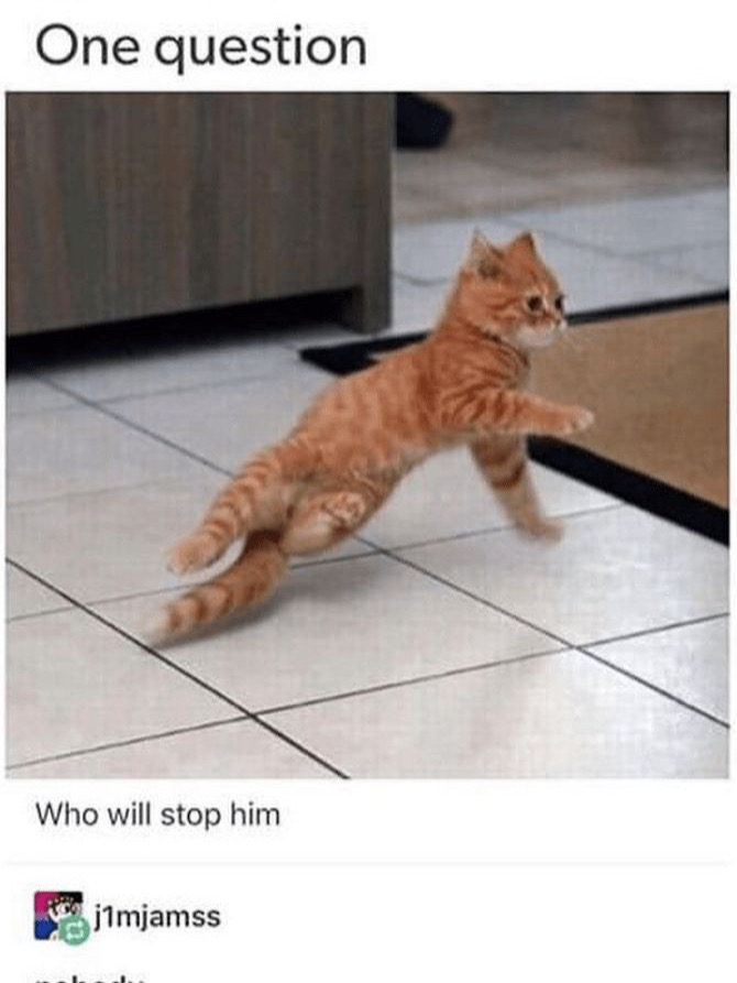 @🐾🐈🖤🤍🧡