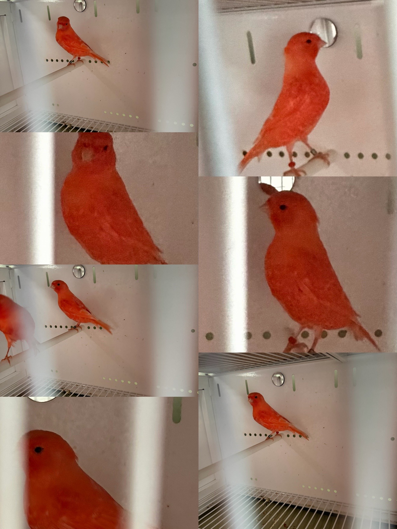 @AviarioUreña