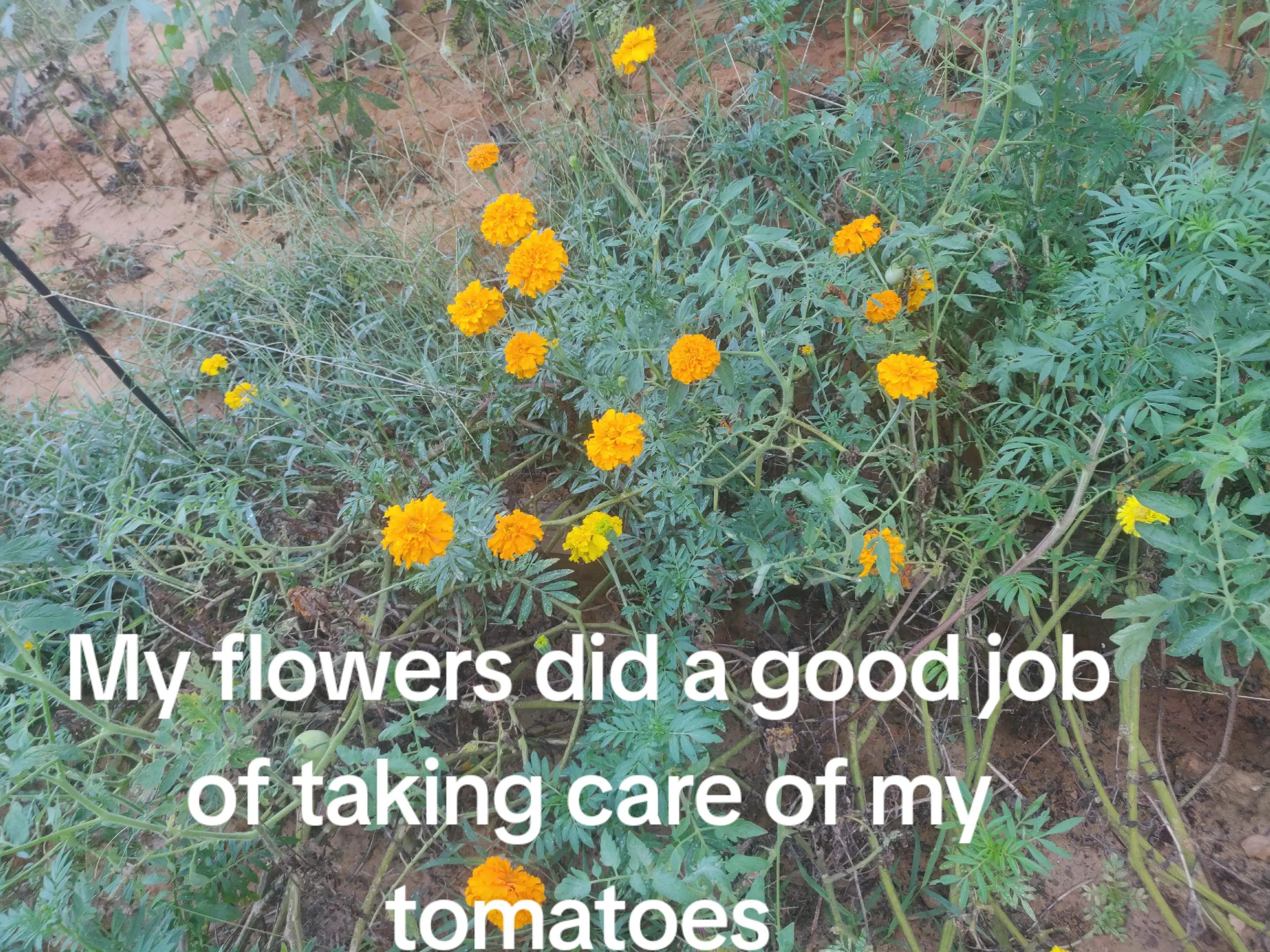 @Rose McMillen