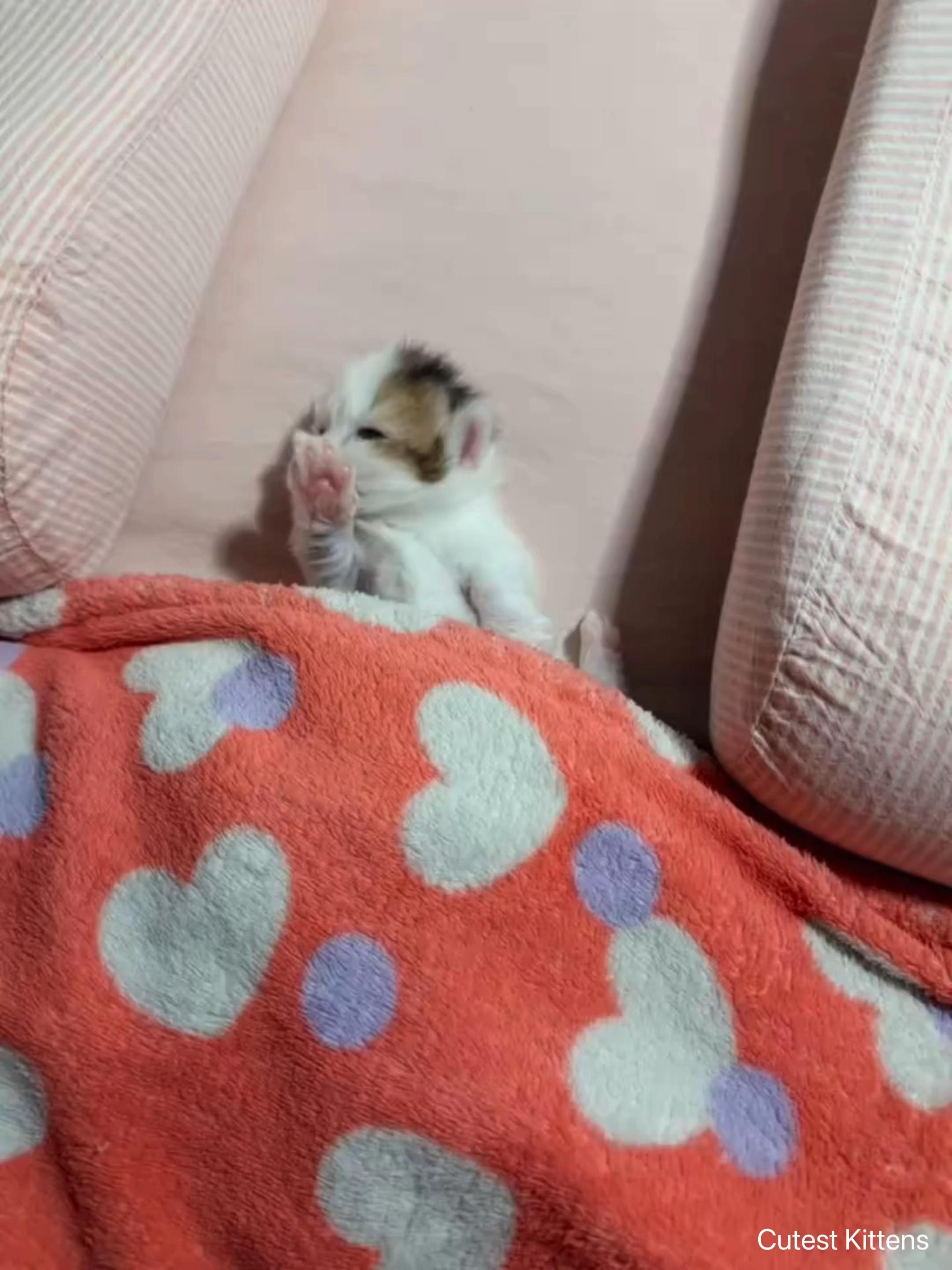 @Pawsfull.ASMR