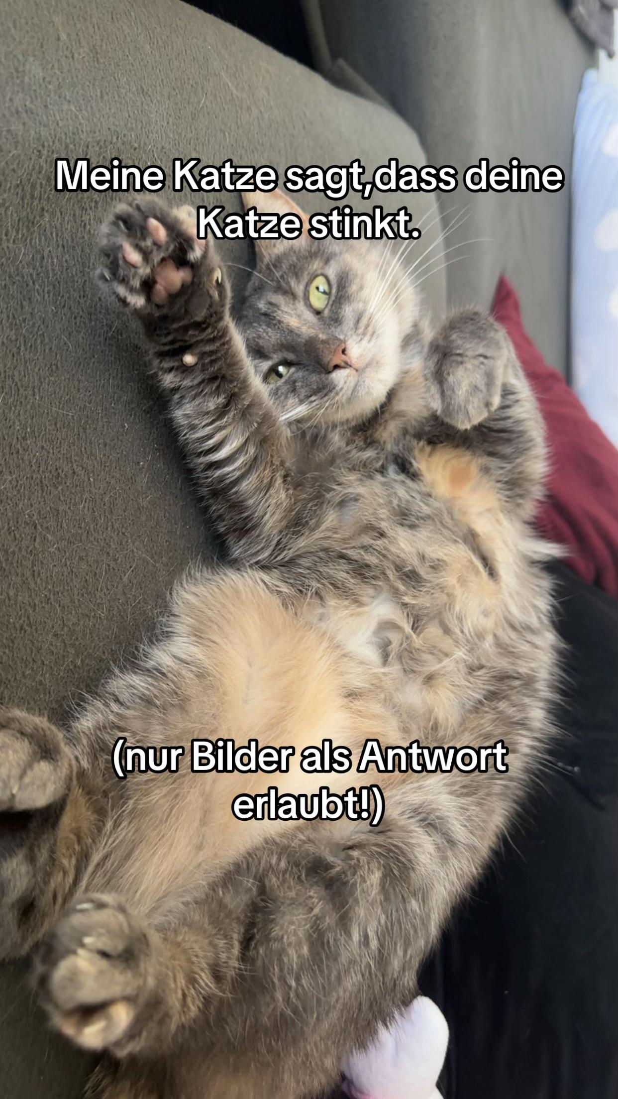 @Happykittycats_