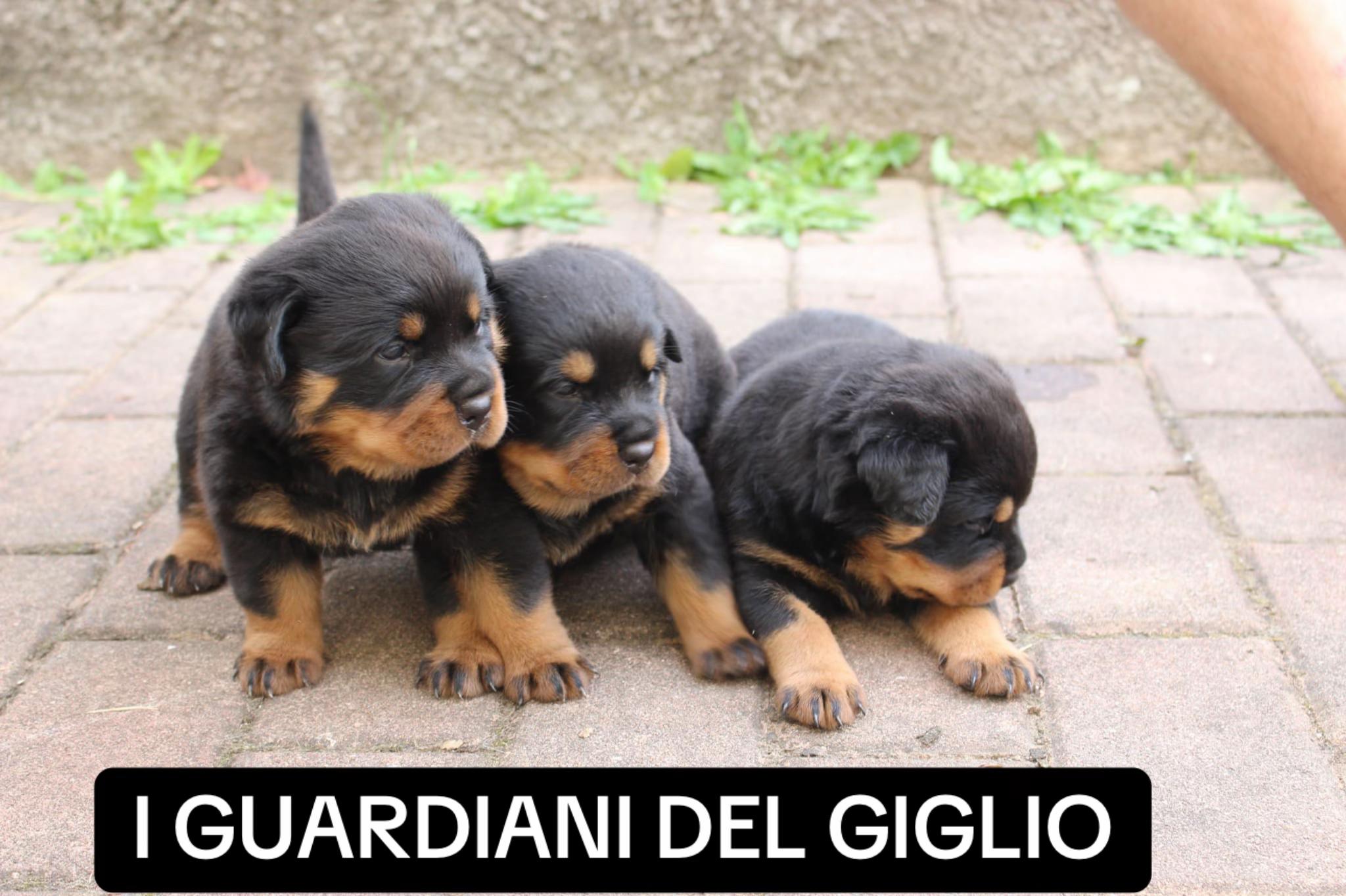 @I Guardiani Del Giglio-Rott