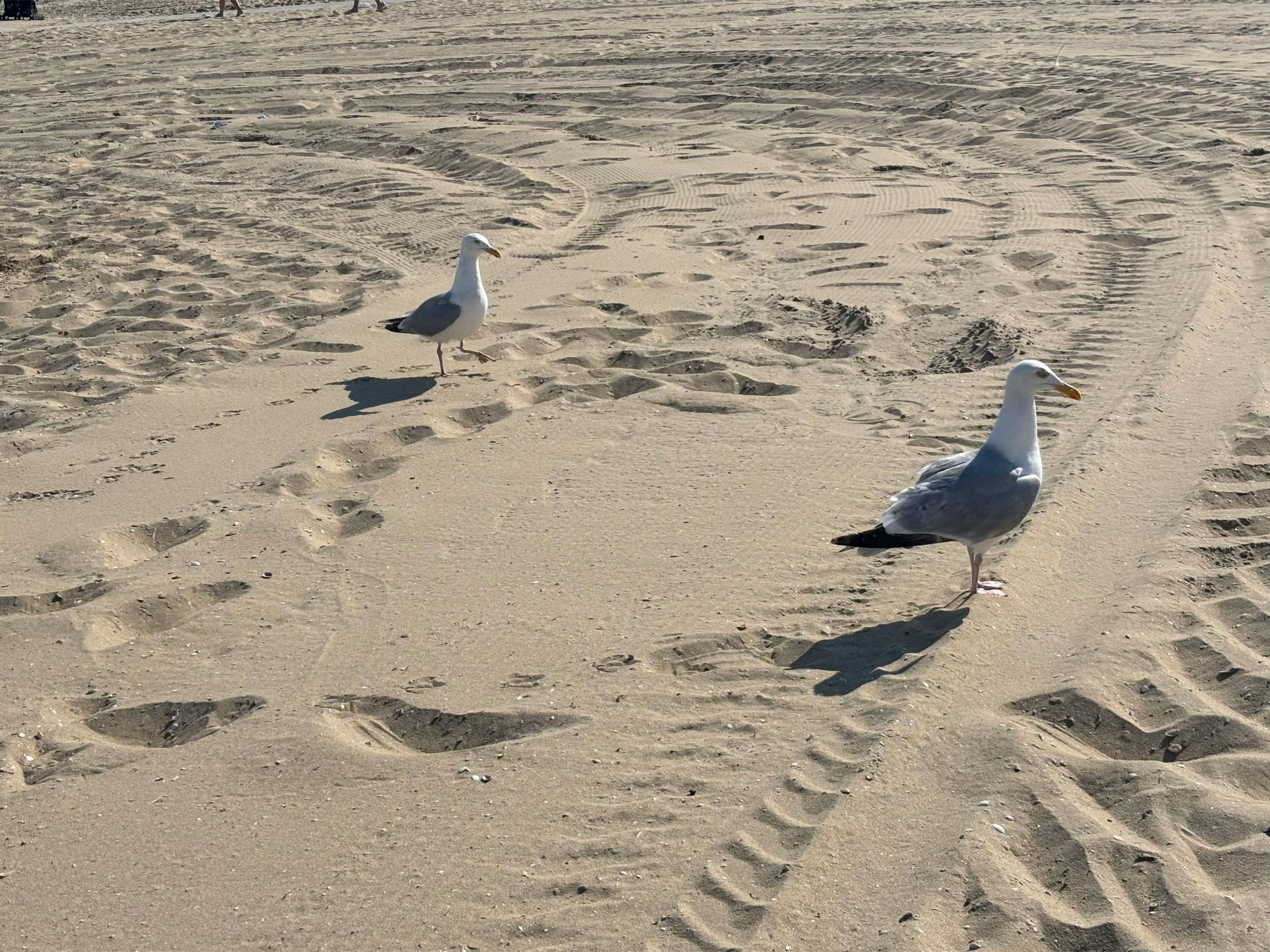 @ɴɪʟᴏꜱᴄʜ ɢᴏᴇᴋᴀʏꜱʀüᴄᴋᴇɴ 🌶️🦅