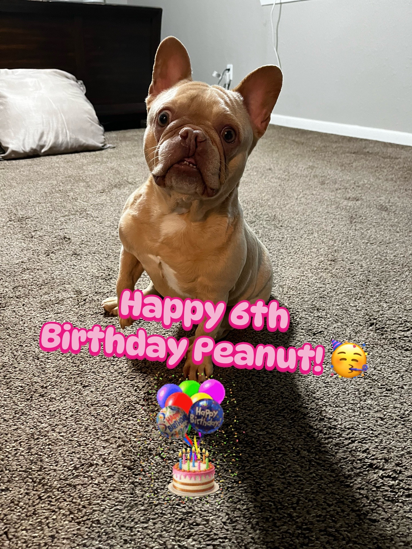 @Peanut the Frenchie 🐾
