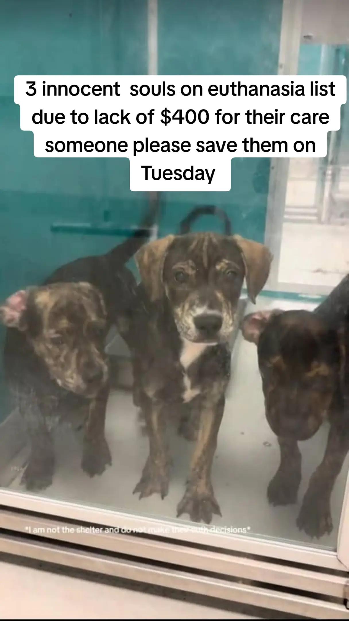@adoptabledogsofmiami
