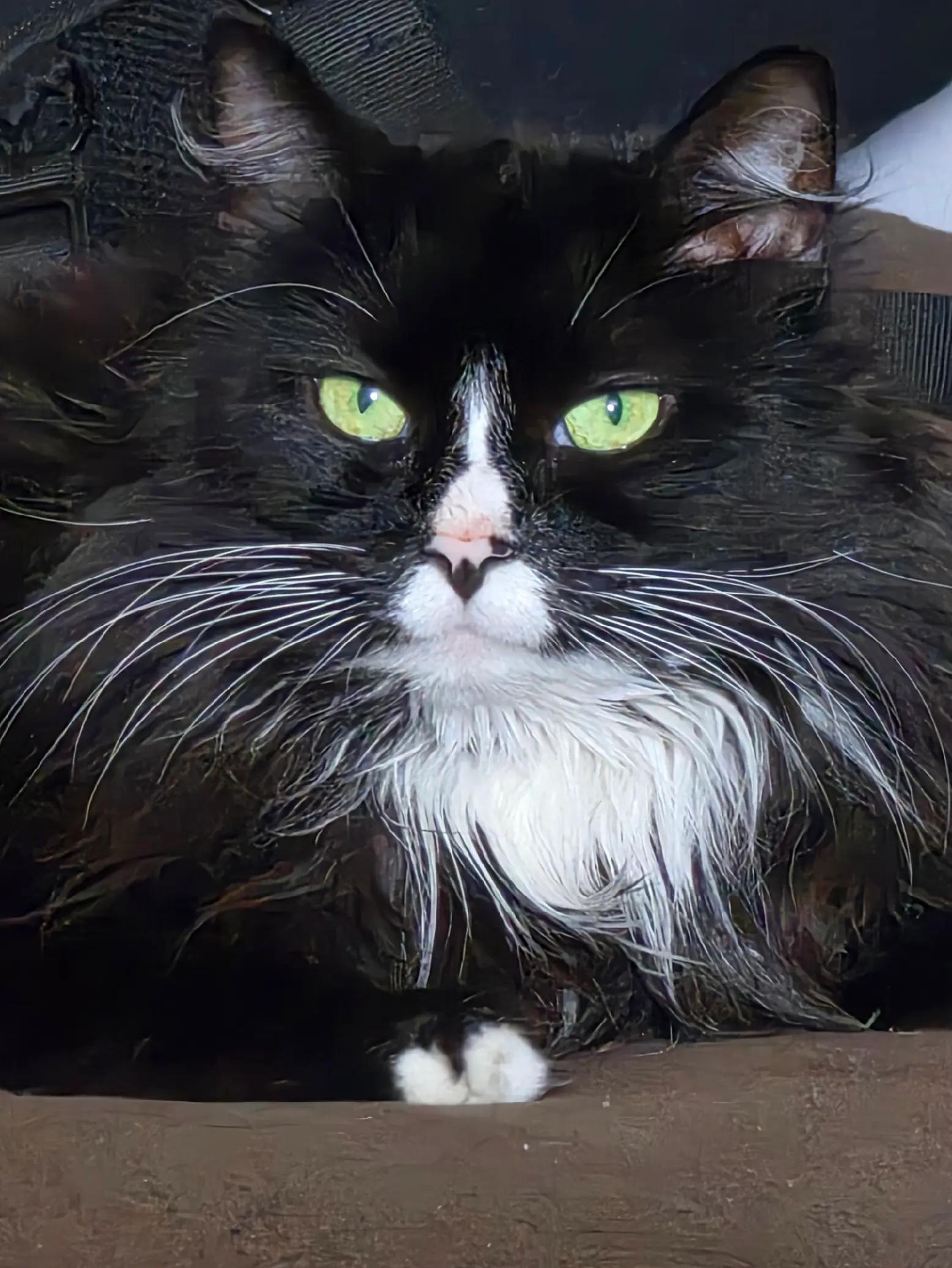 @AtticaTheTuxedoCat